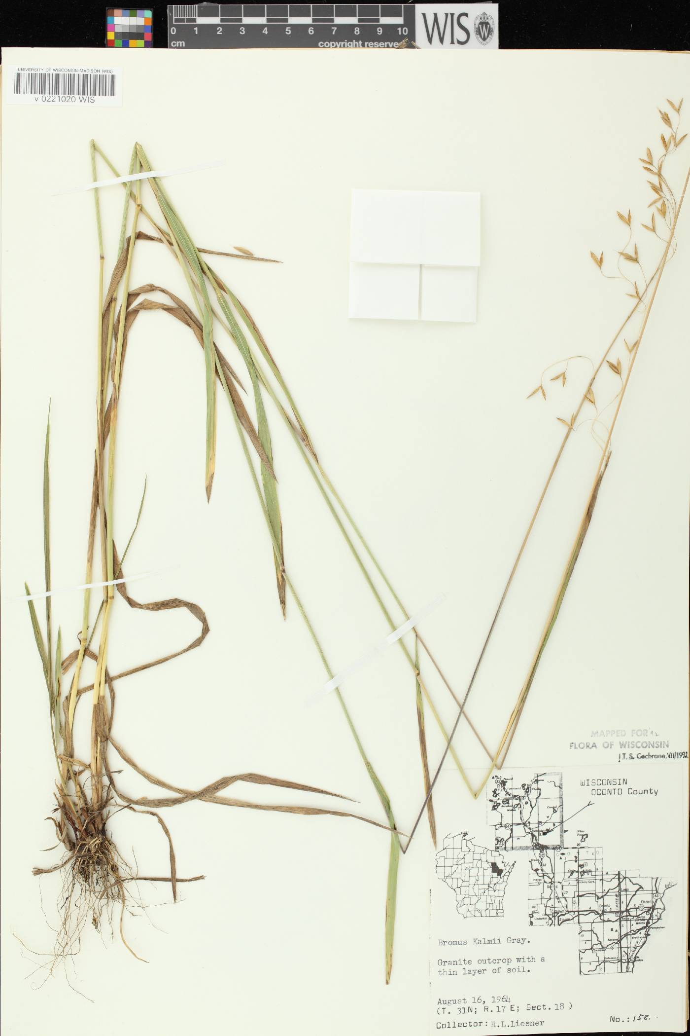 Bromus kalmii image