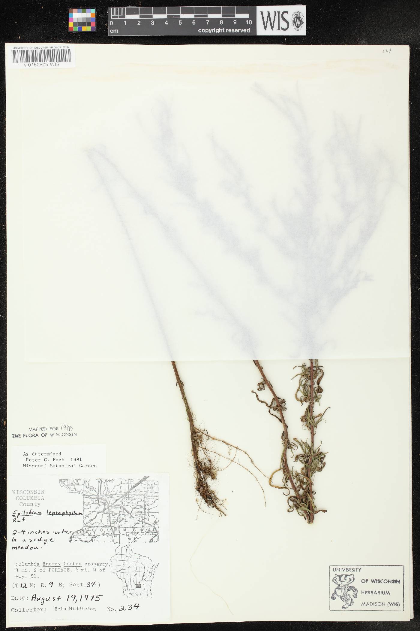 Epilobium leptophyllum image