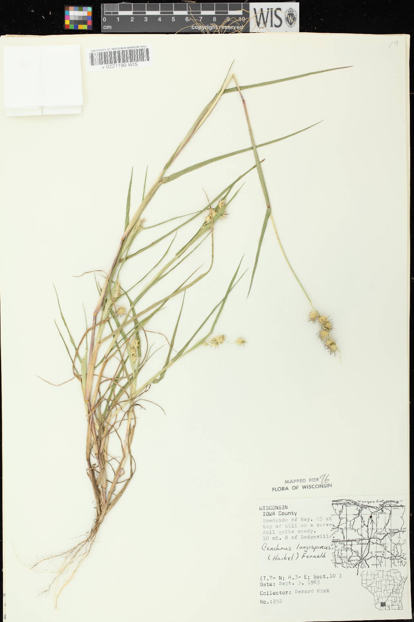 Cenchrus longispinus image