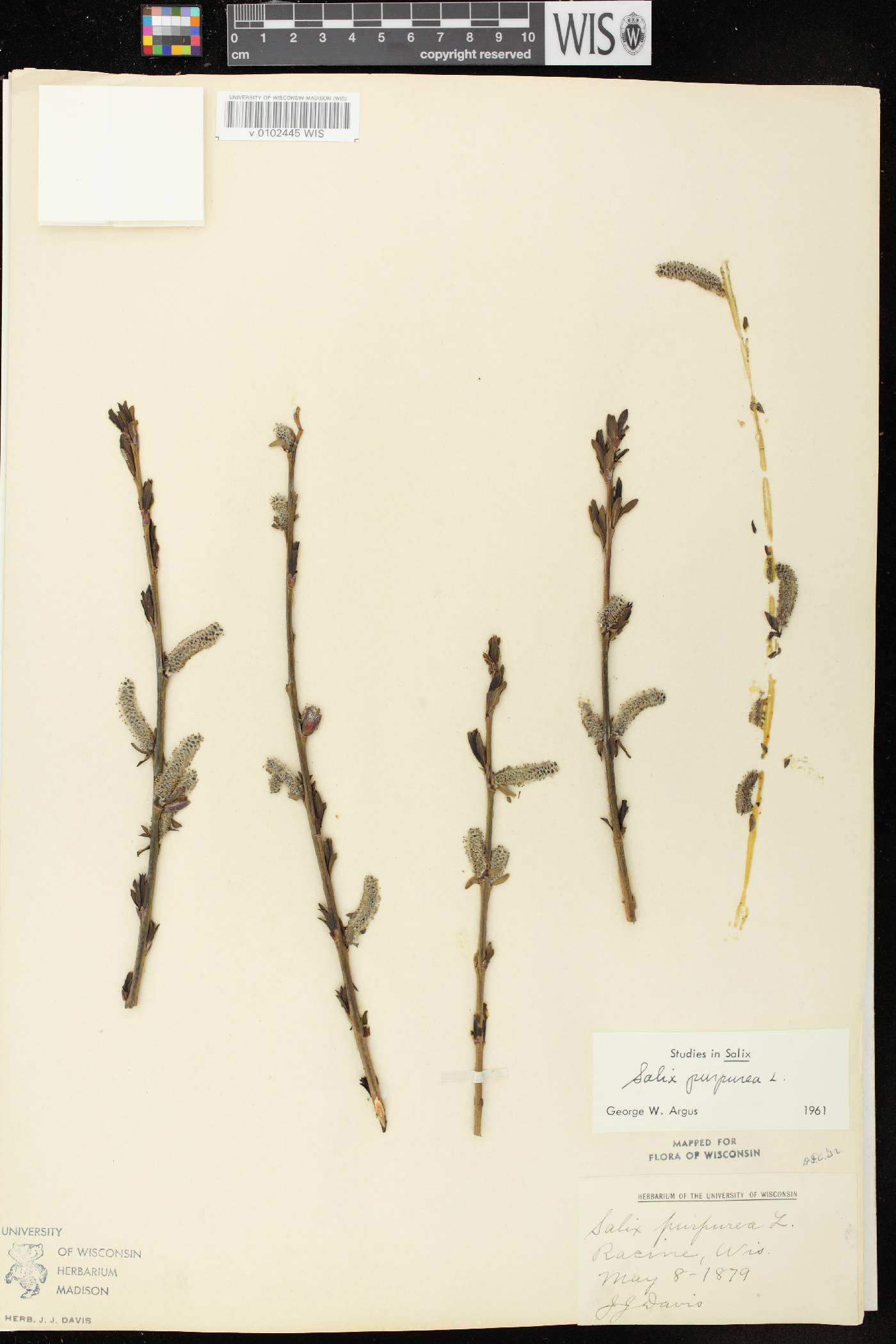 Salix purpurea image
