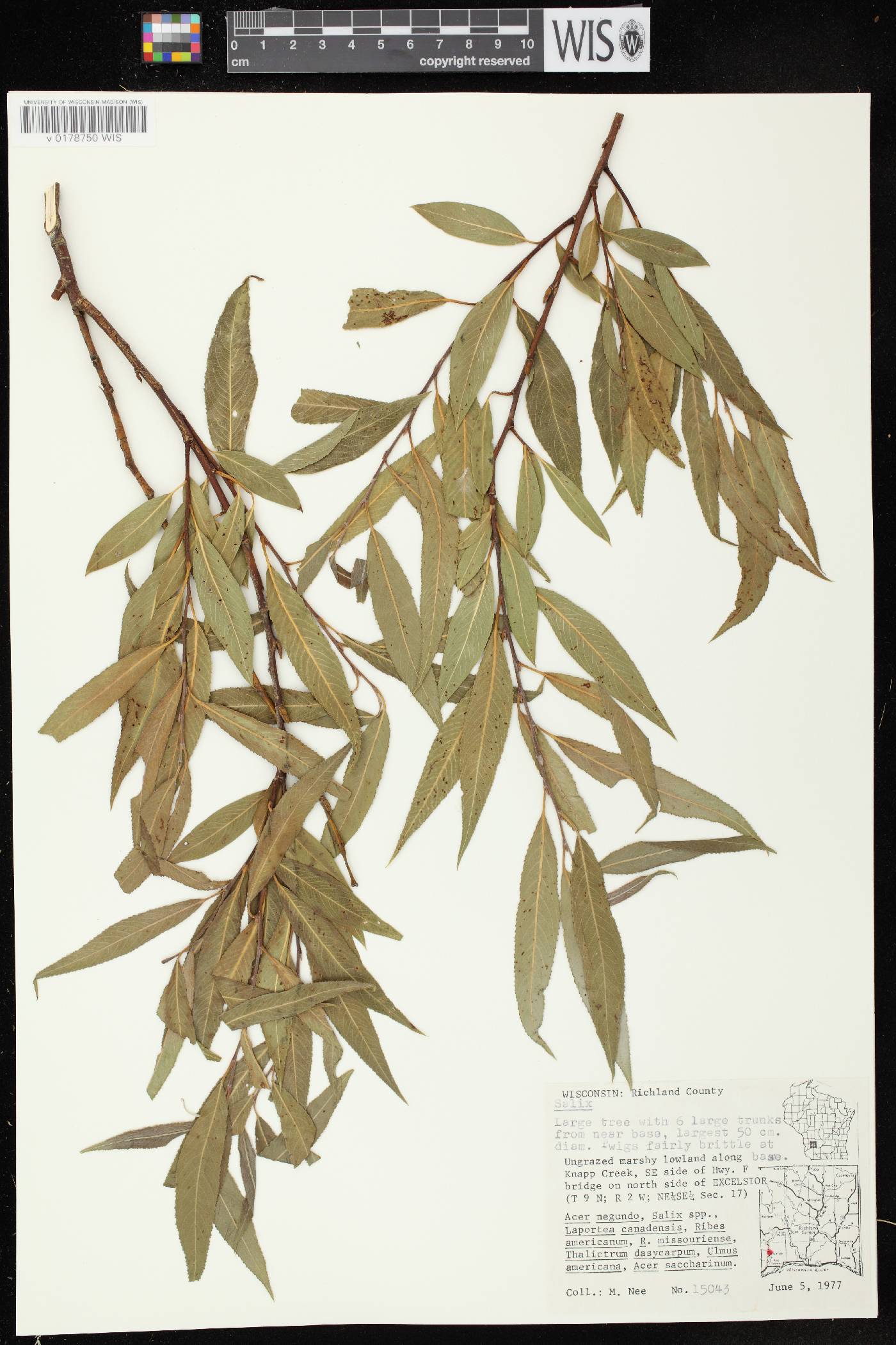 Salix x fragilis image
