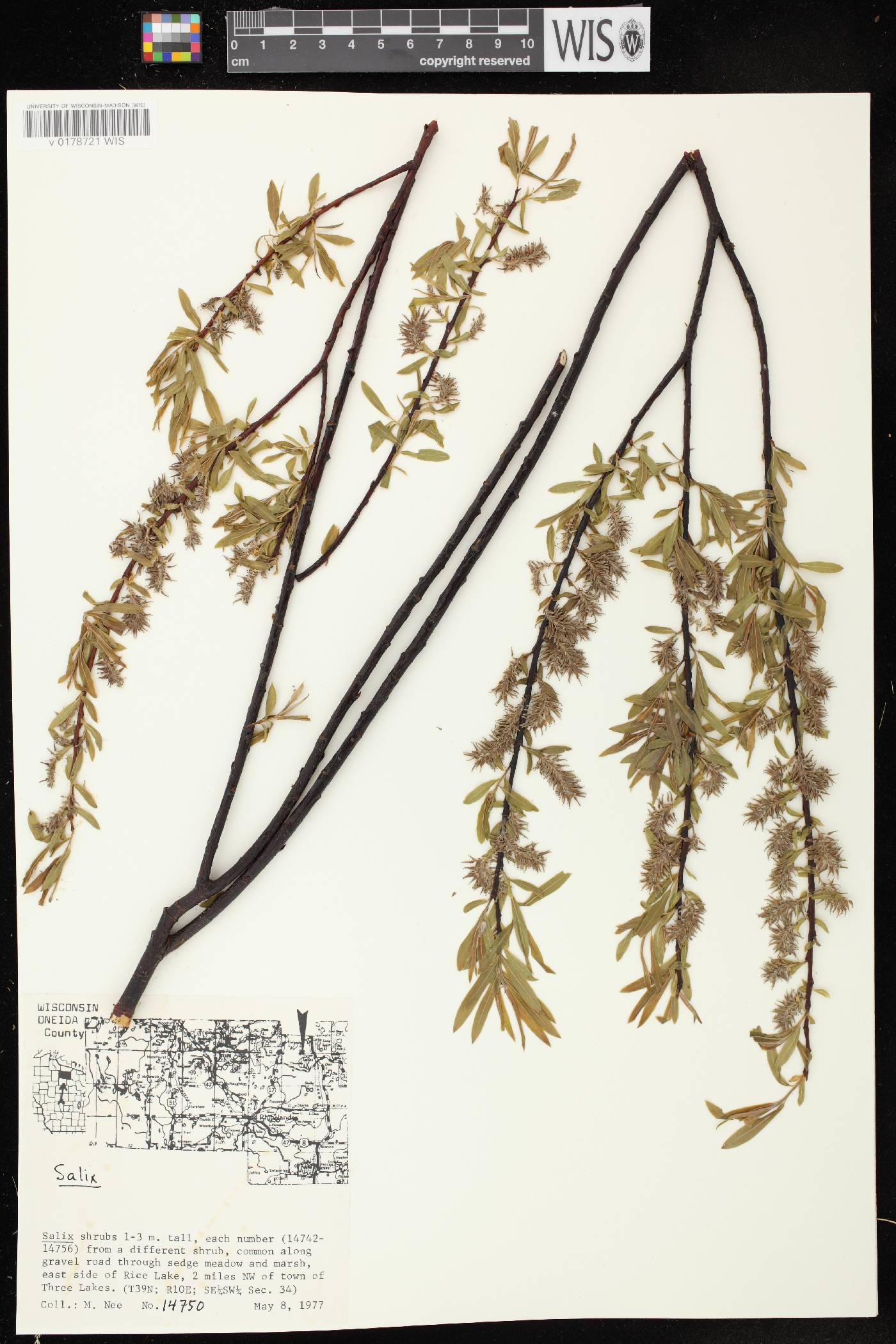 Salix petiolaris image
