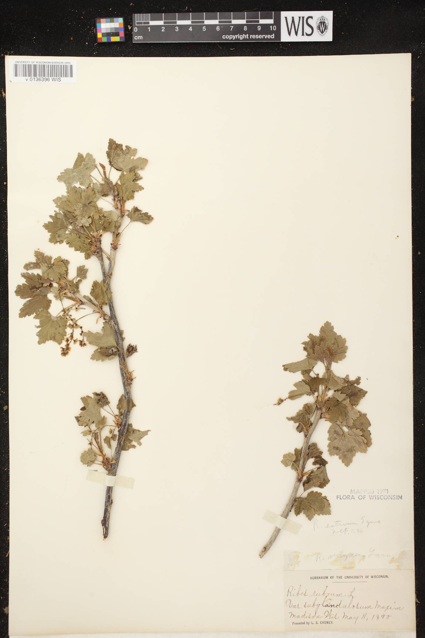 Ribes rubrum image