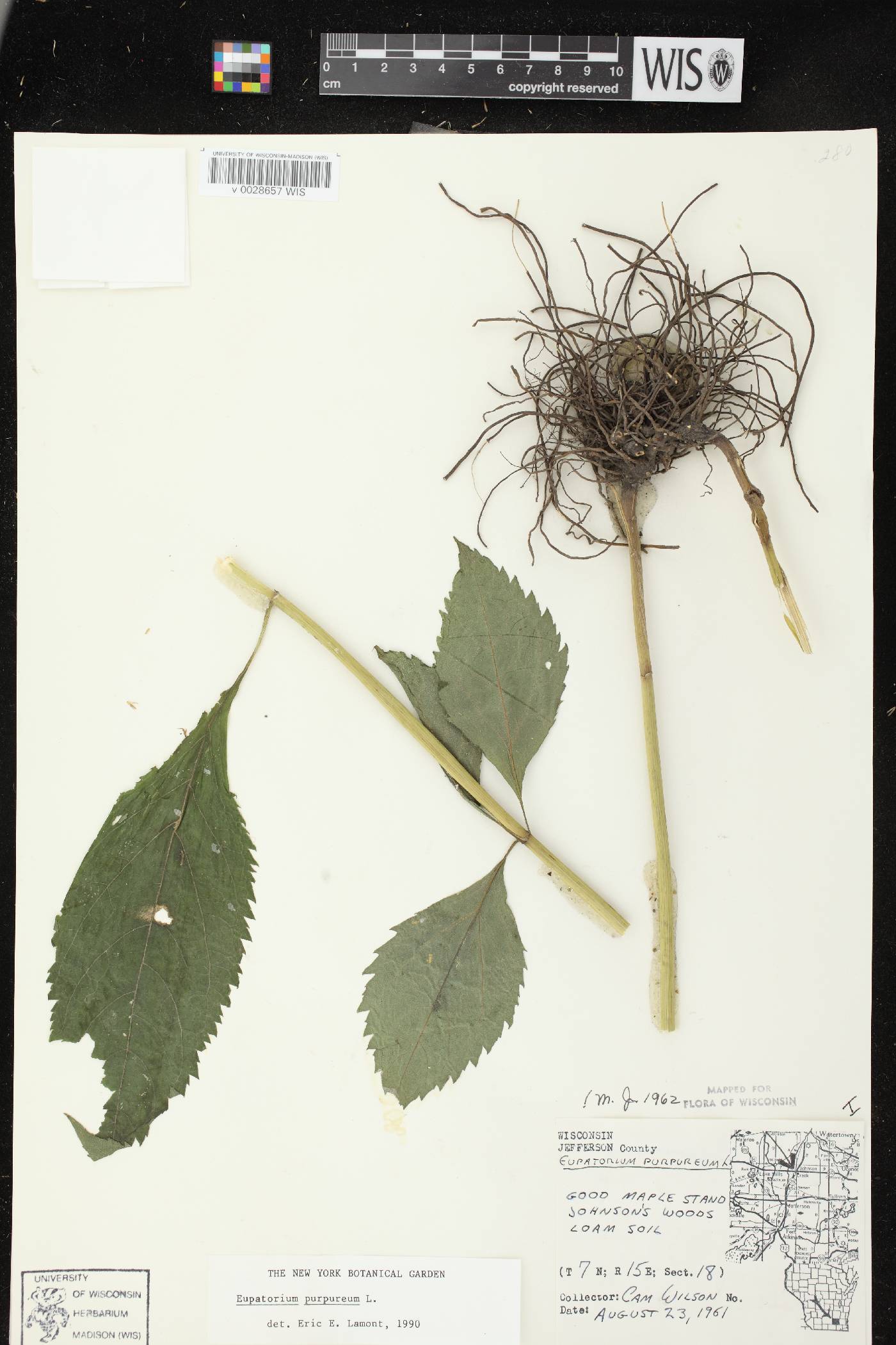 Eutrochium purpureum image