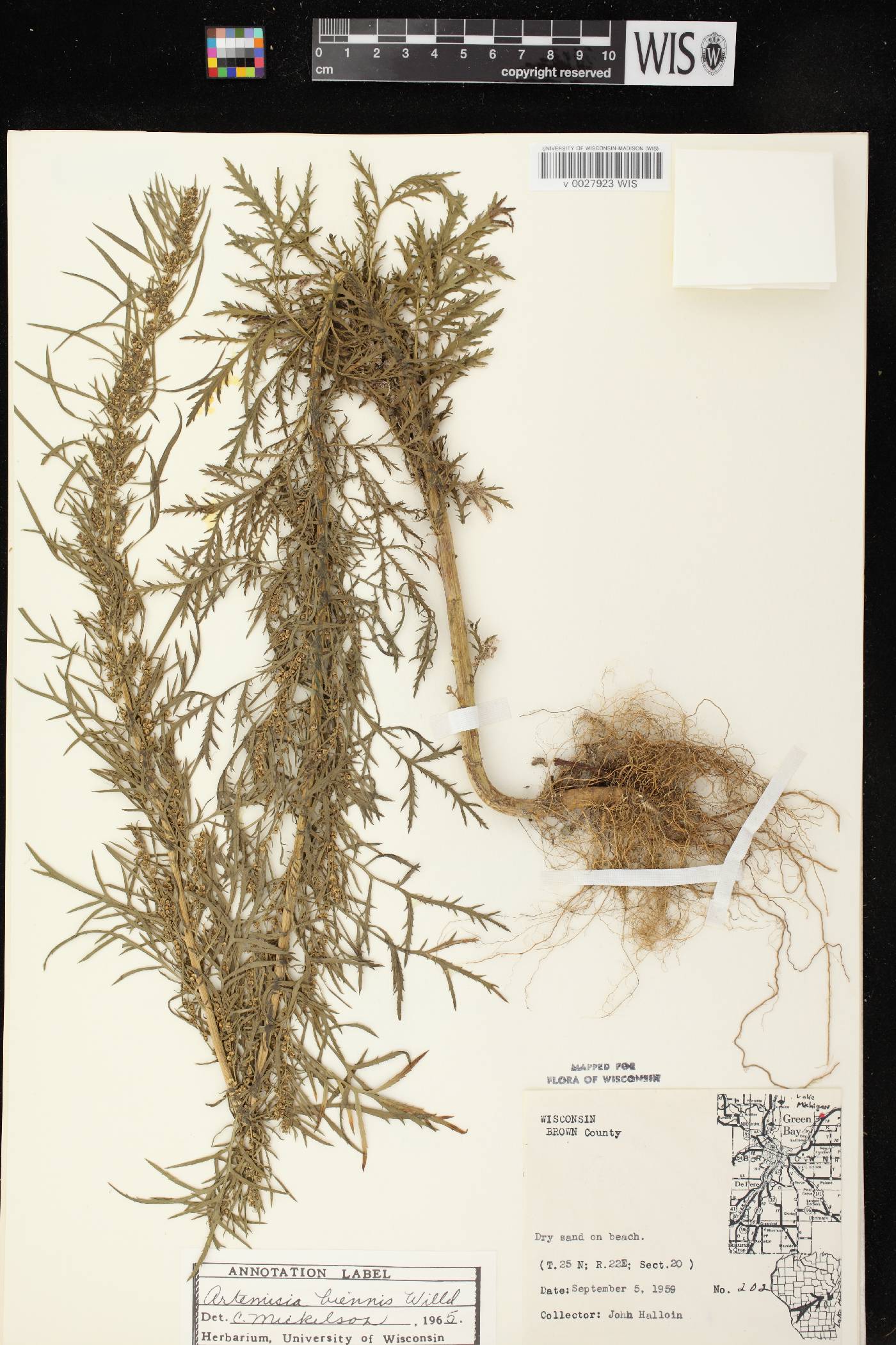 Artemisia biennis image