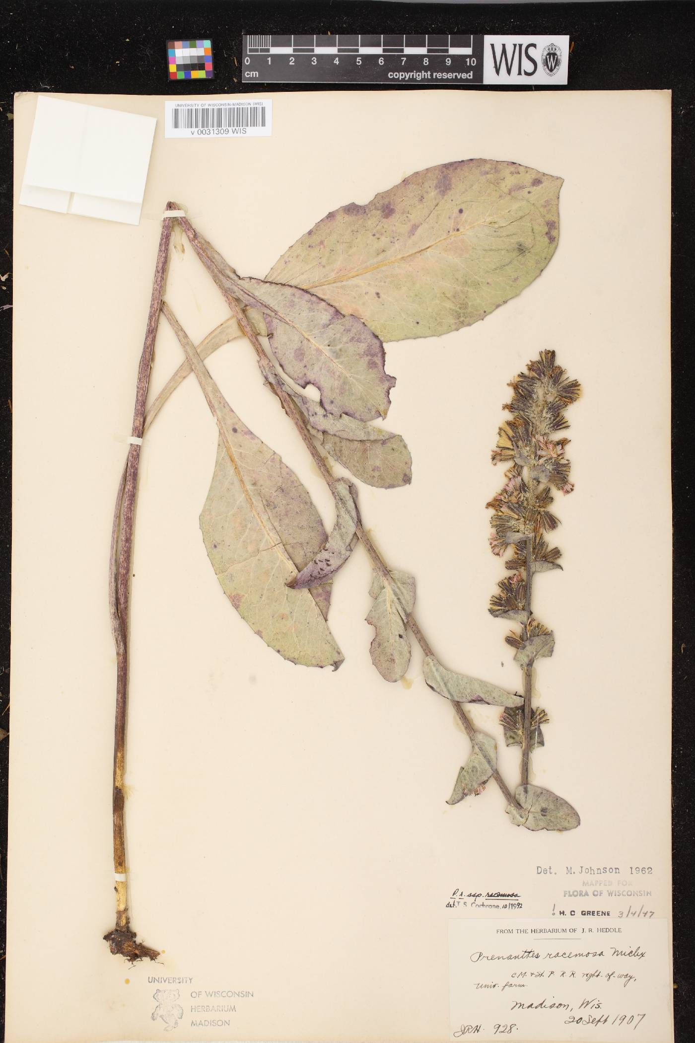 Prenanthes racemosa image