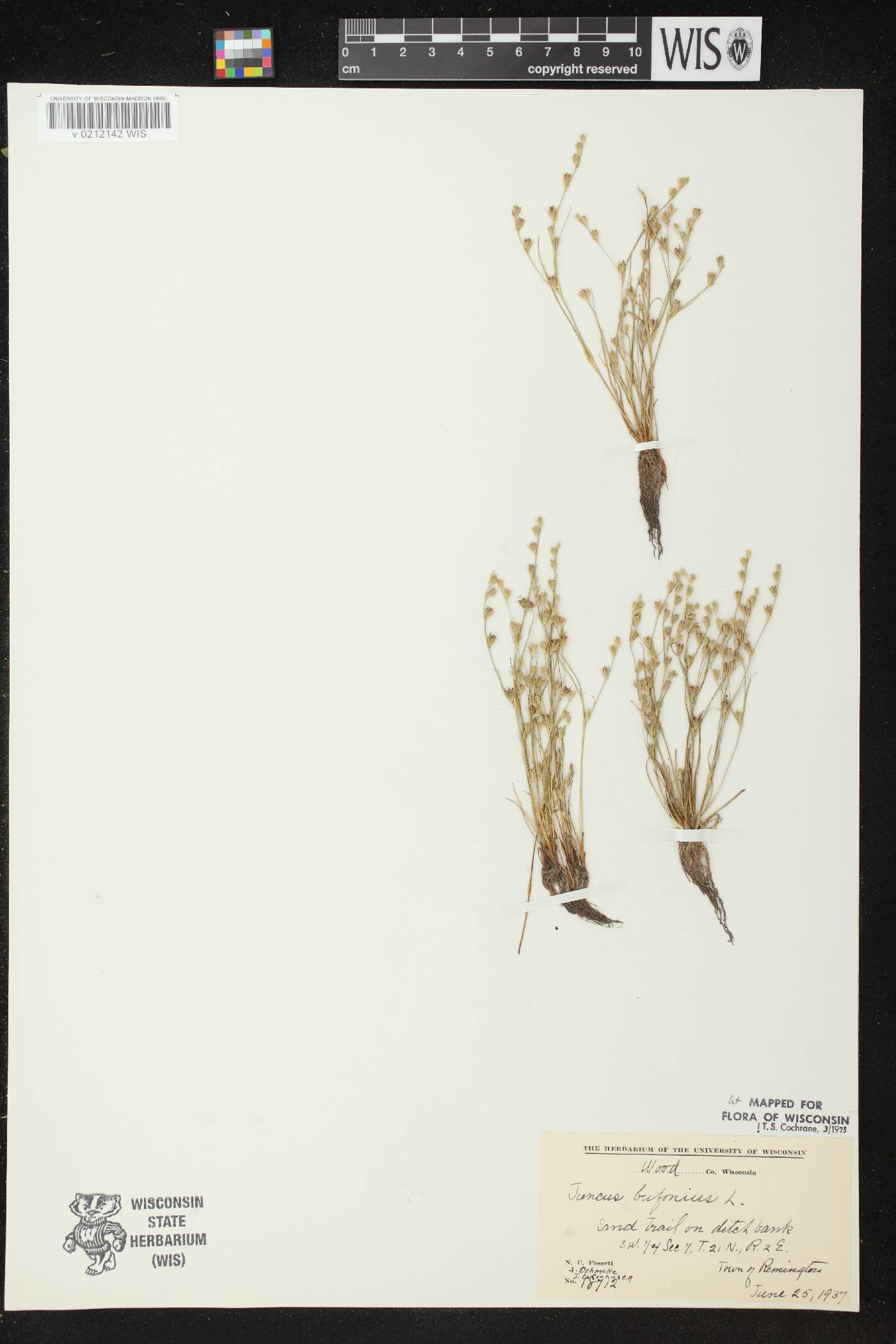 Juncus bufonius image