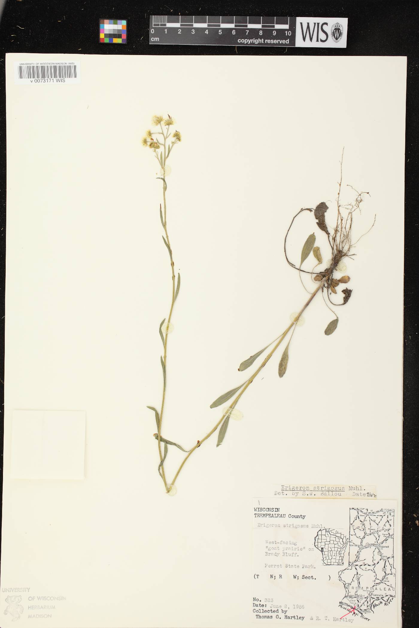 Erigeron strigosus image