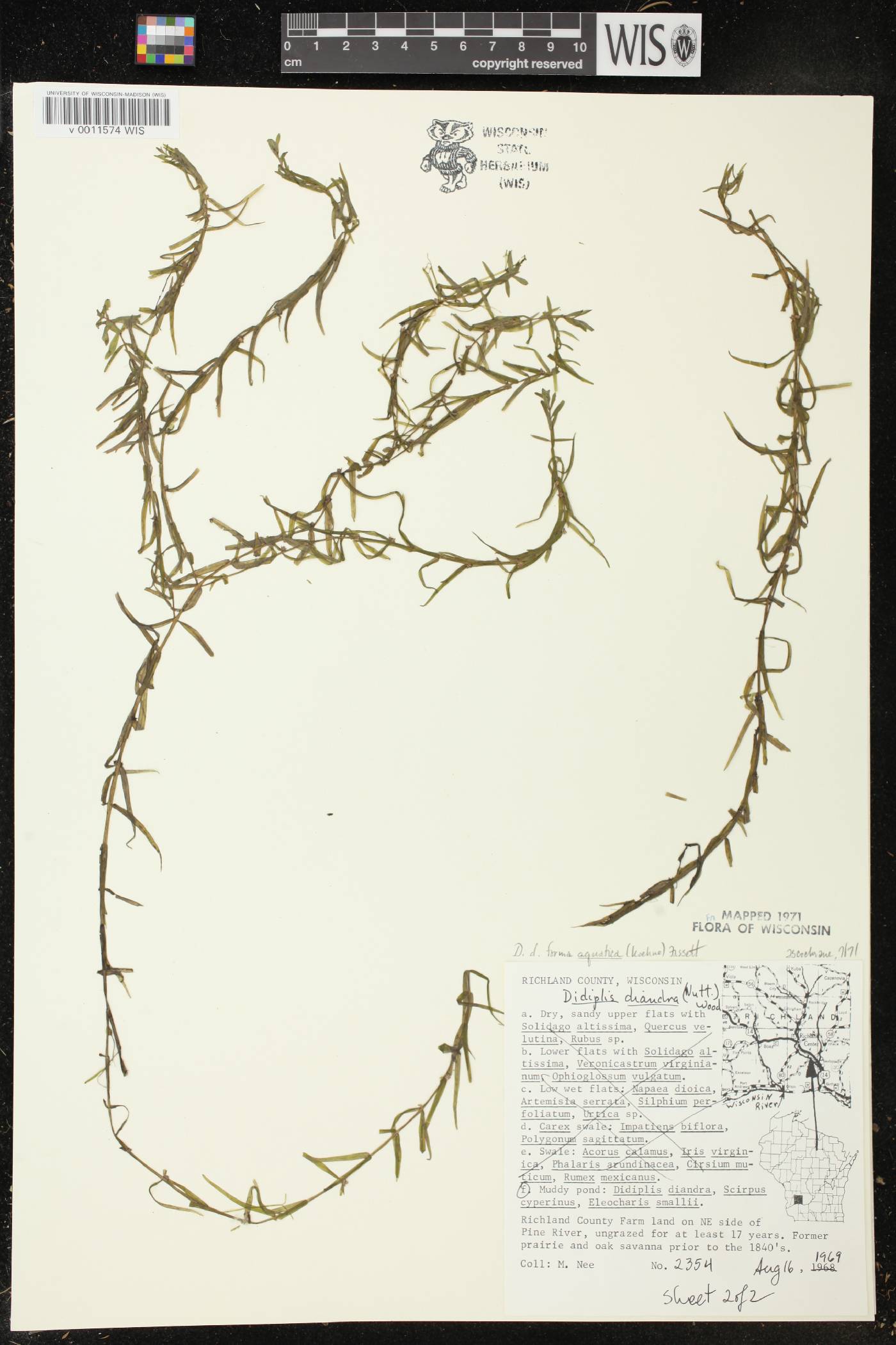 Didiplis diandra image