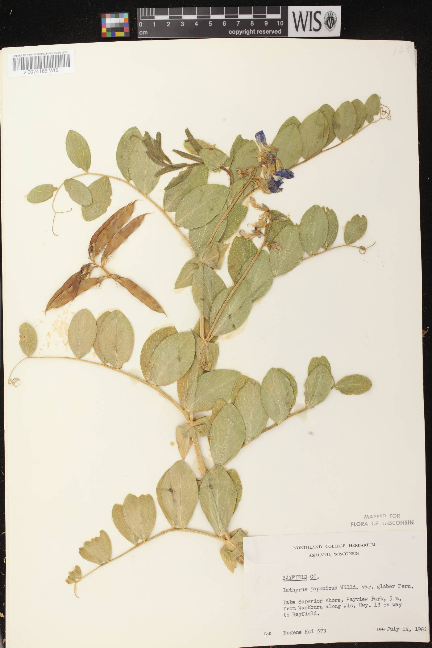 Lathyrus japonicus image