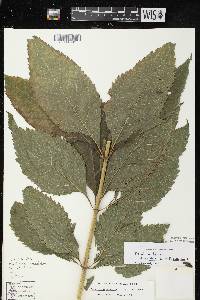 Image of Eutrochium maculatum x e. purpureum
