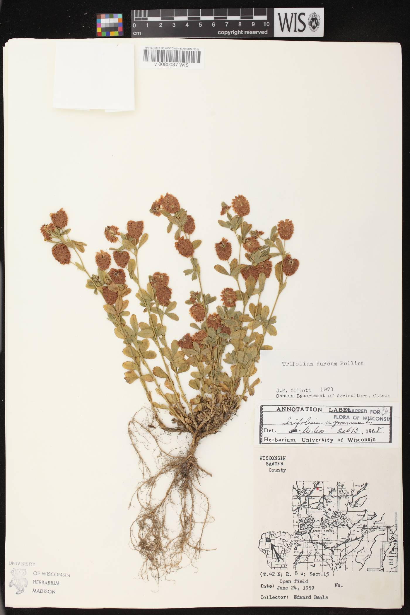Trifolium aureum image