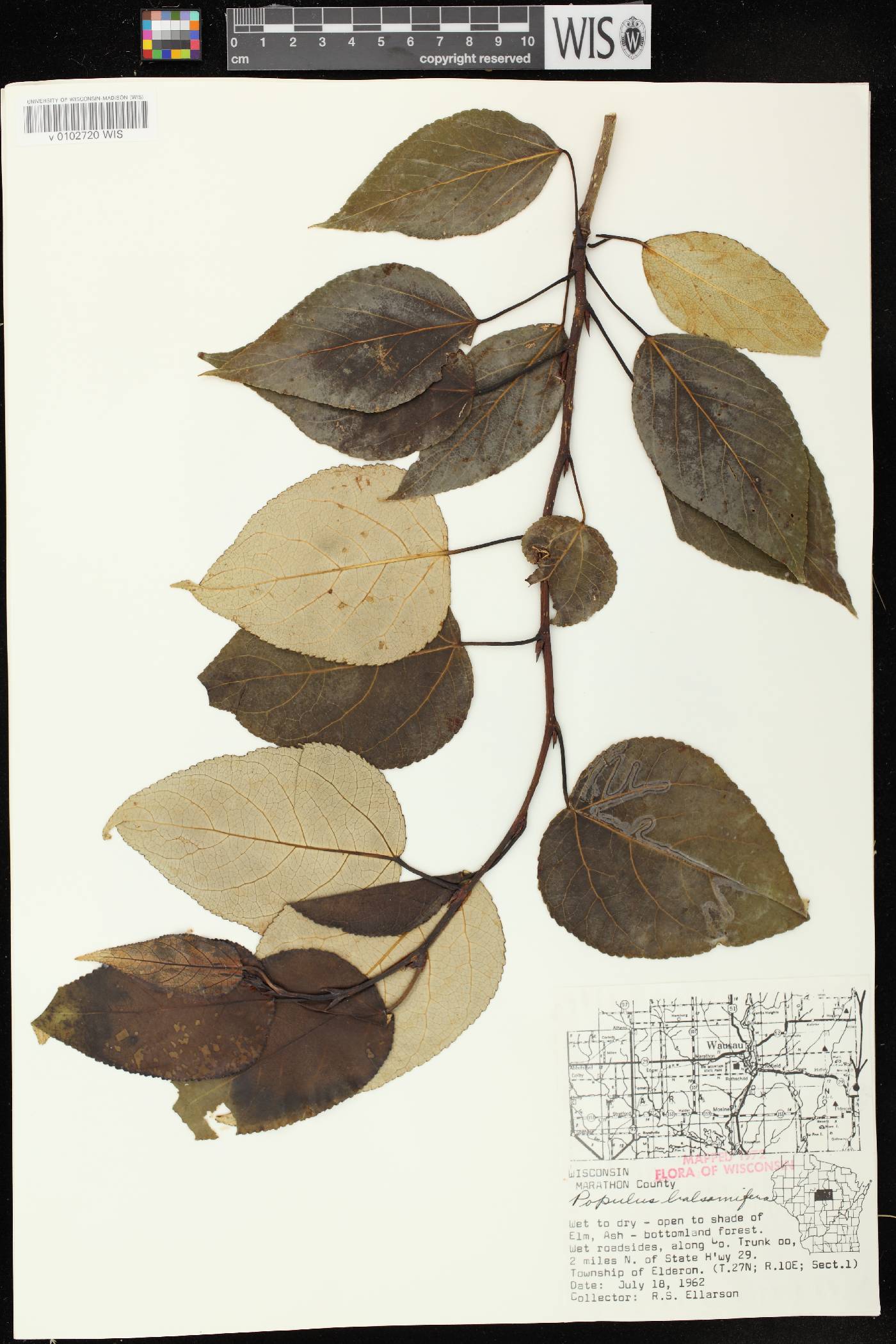 Populus balsamifera image