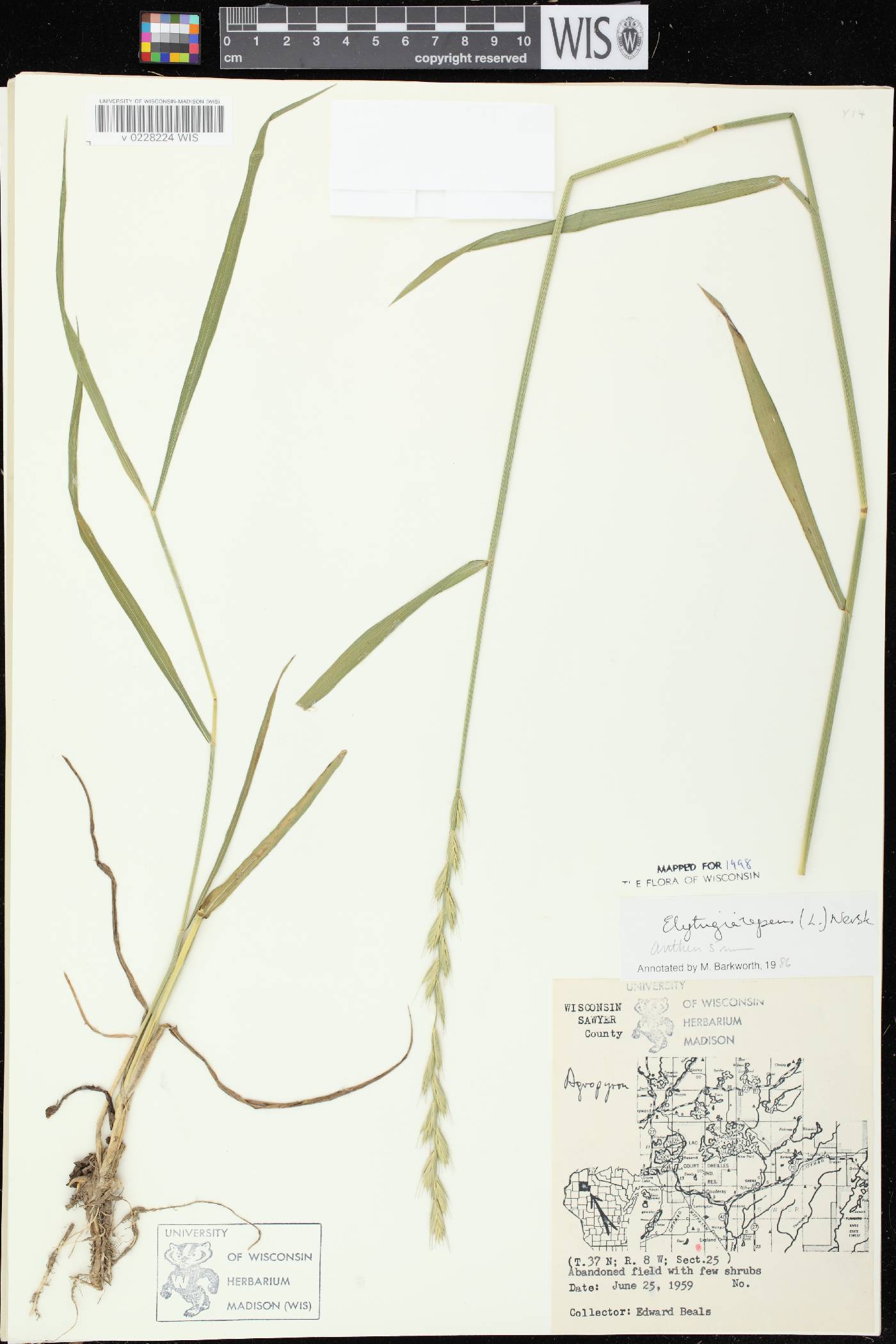 Elymus repens image