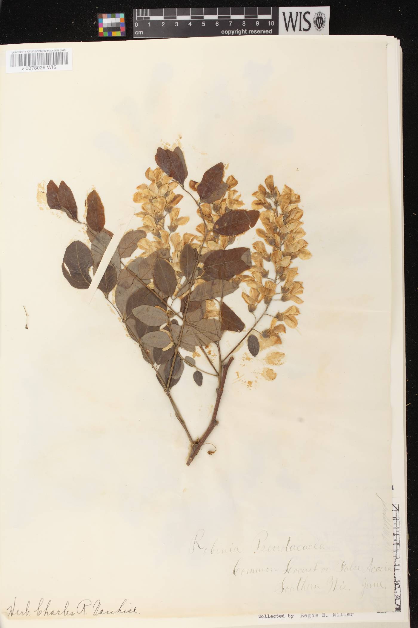 Robinia pseudoacacia image