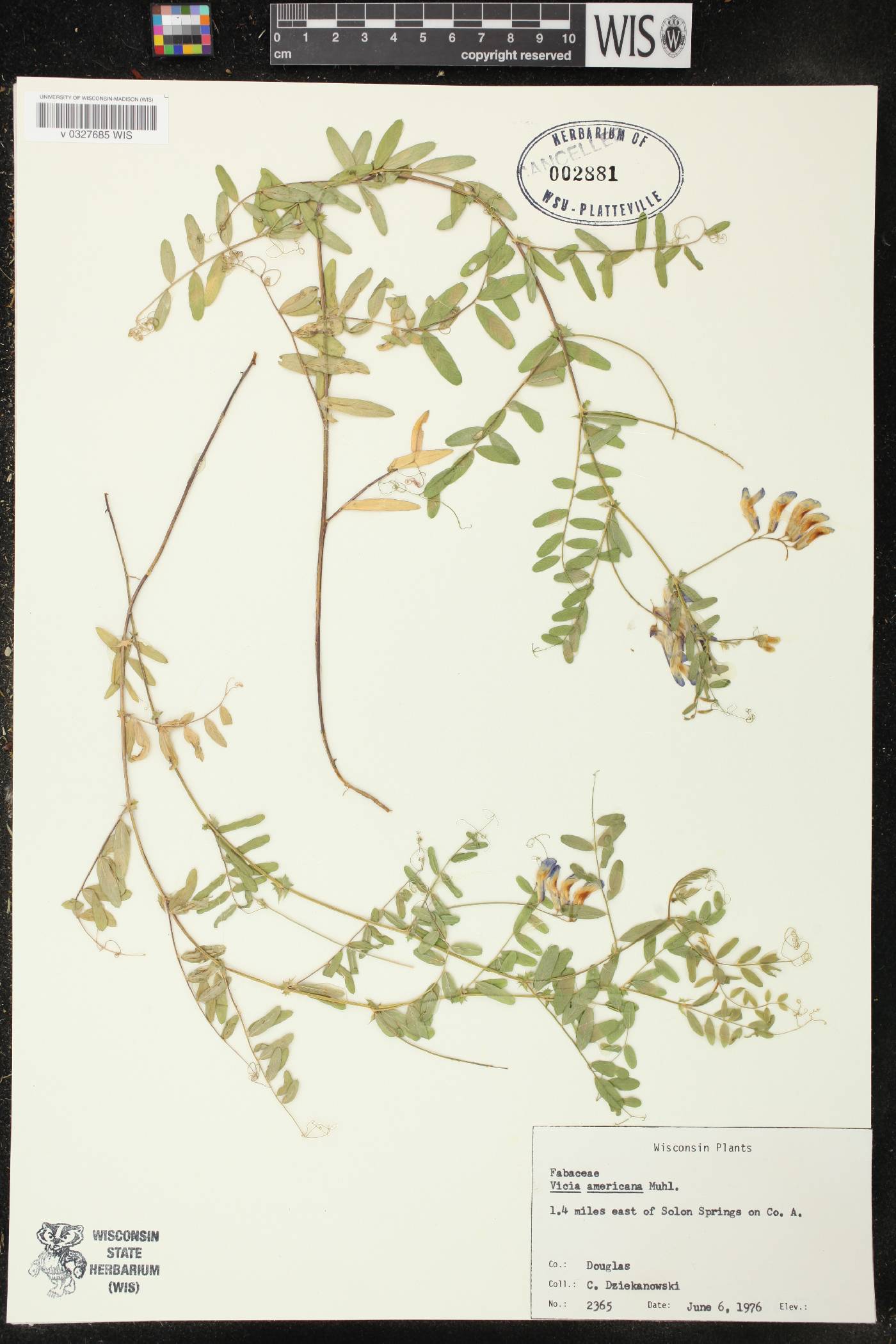 Vicia americana image