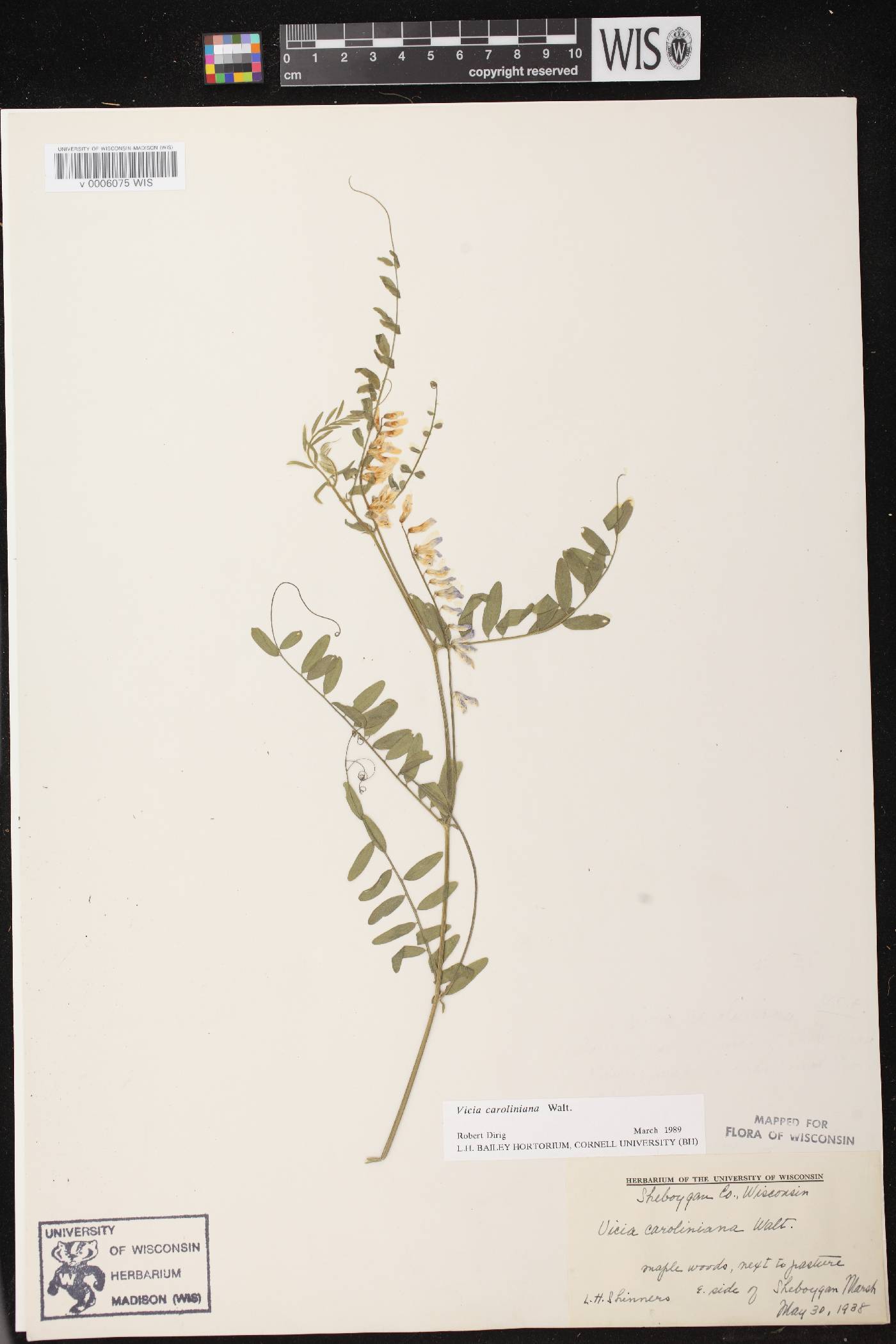 Vicia caroliniana image