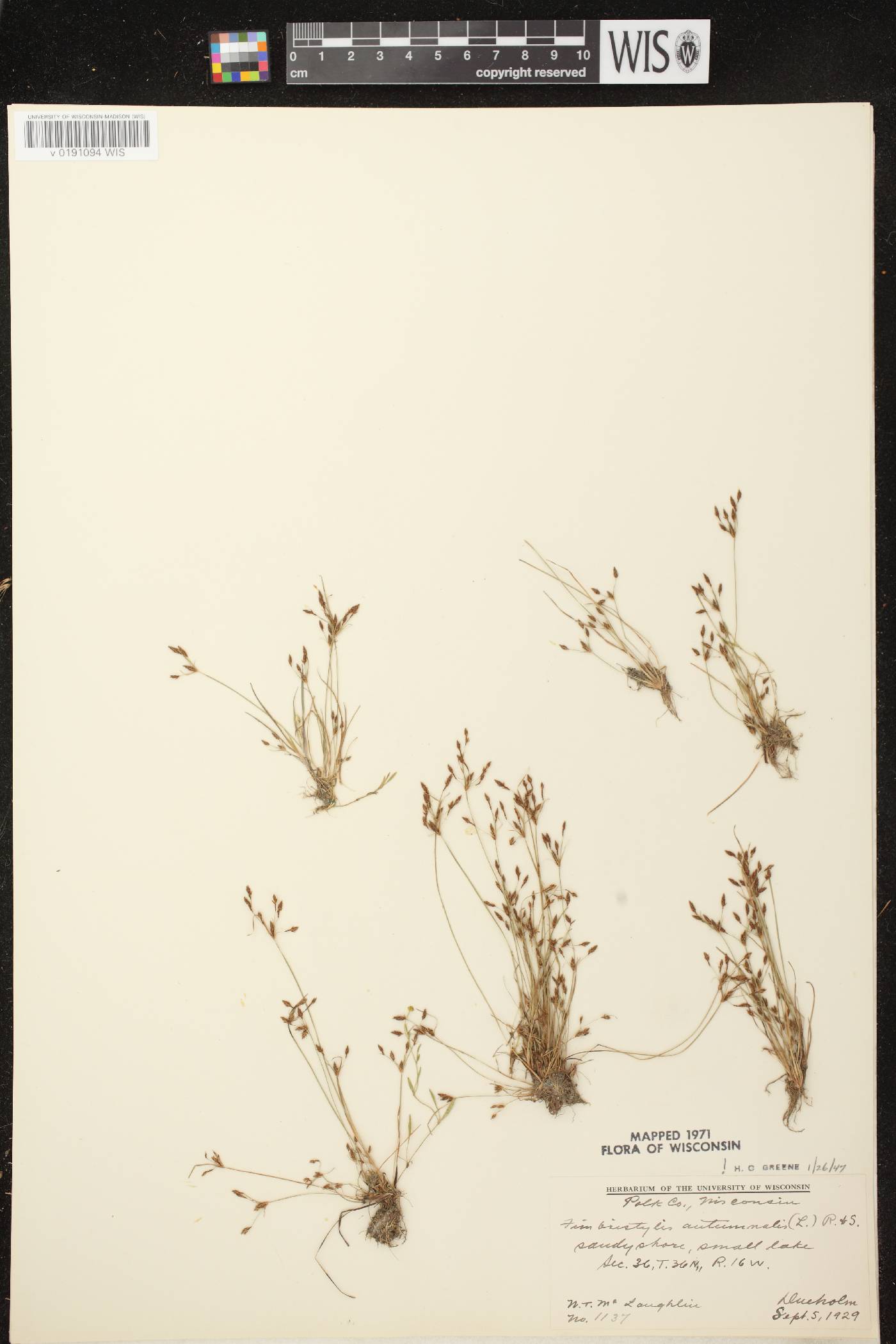 Fimbristylis autumnalis image