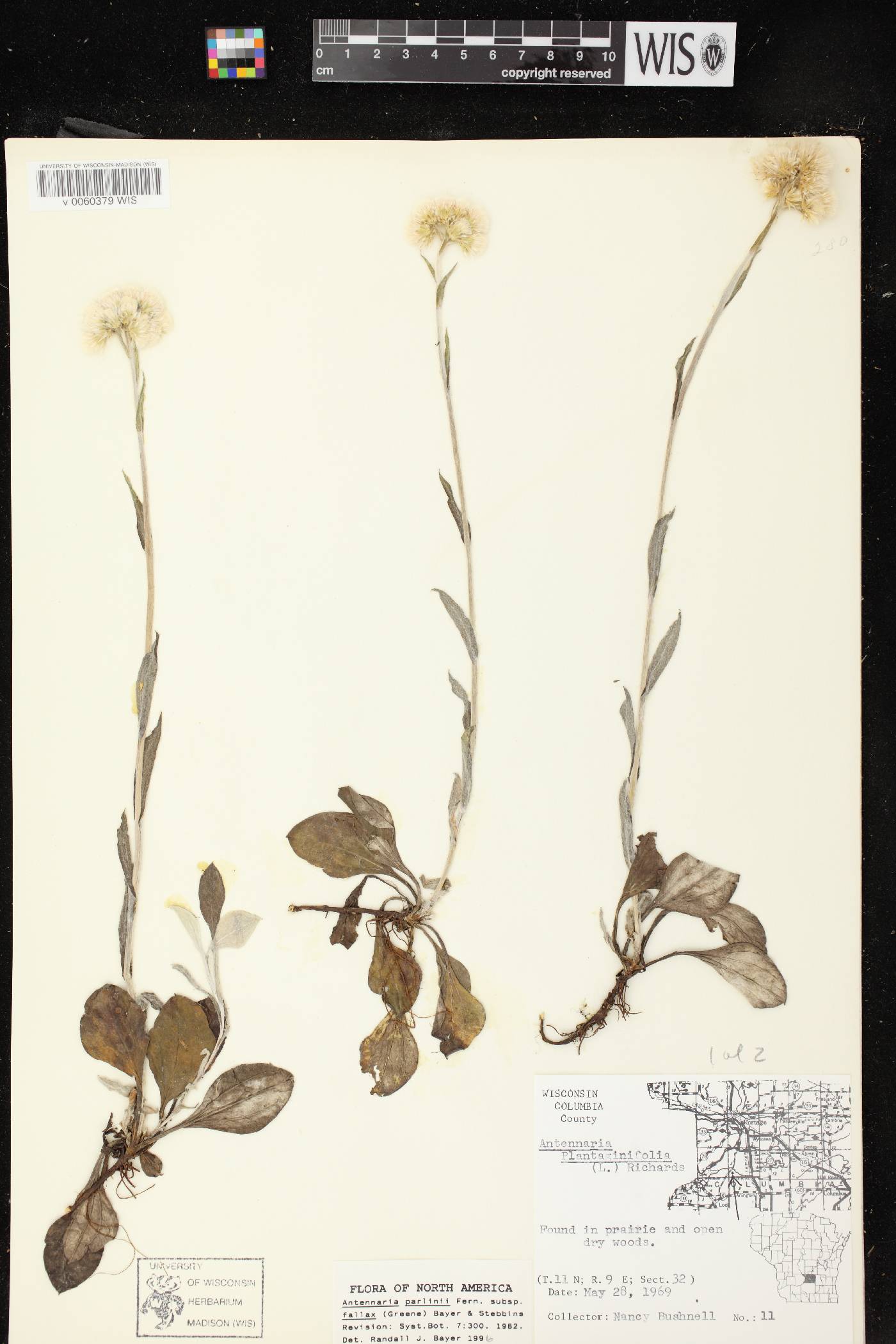 Antennaria parlinii subsp. fallax image