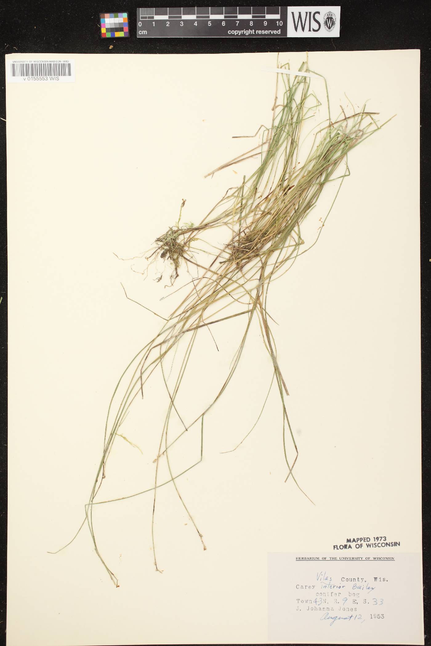Carex interior image