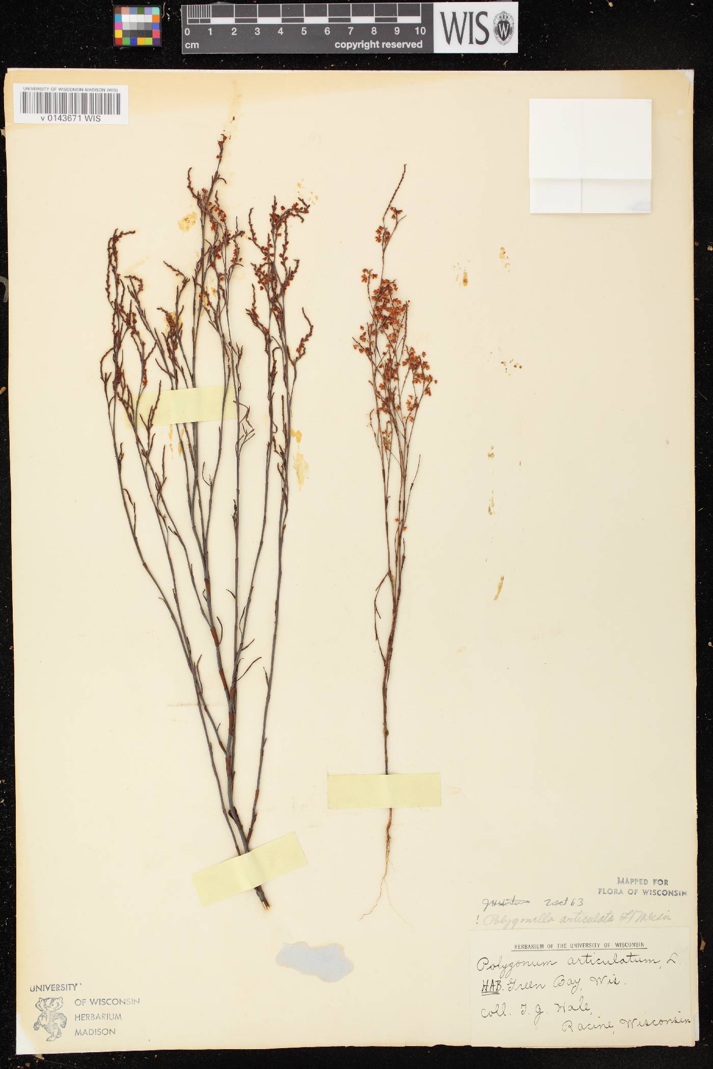 Polygonella articulata image