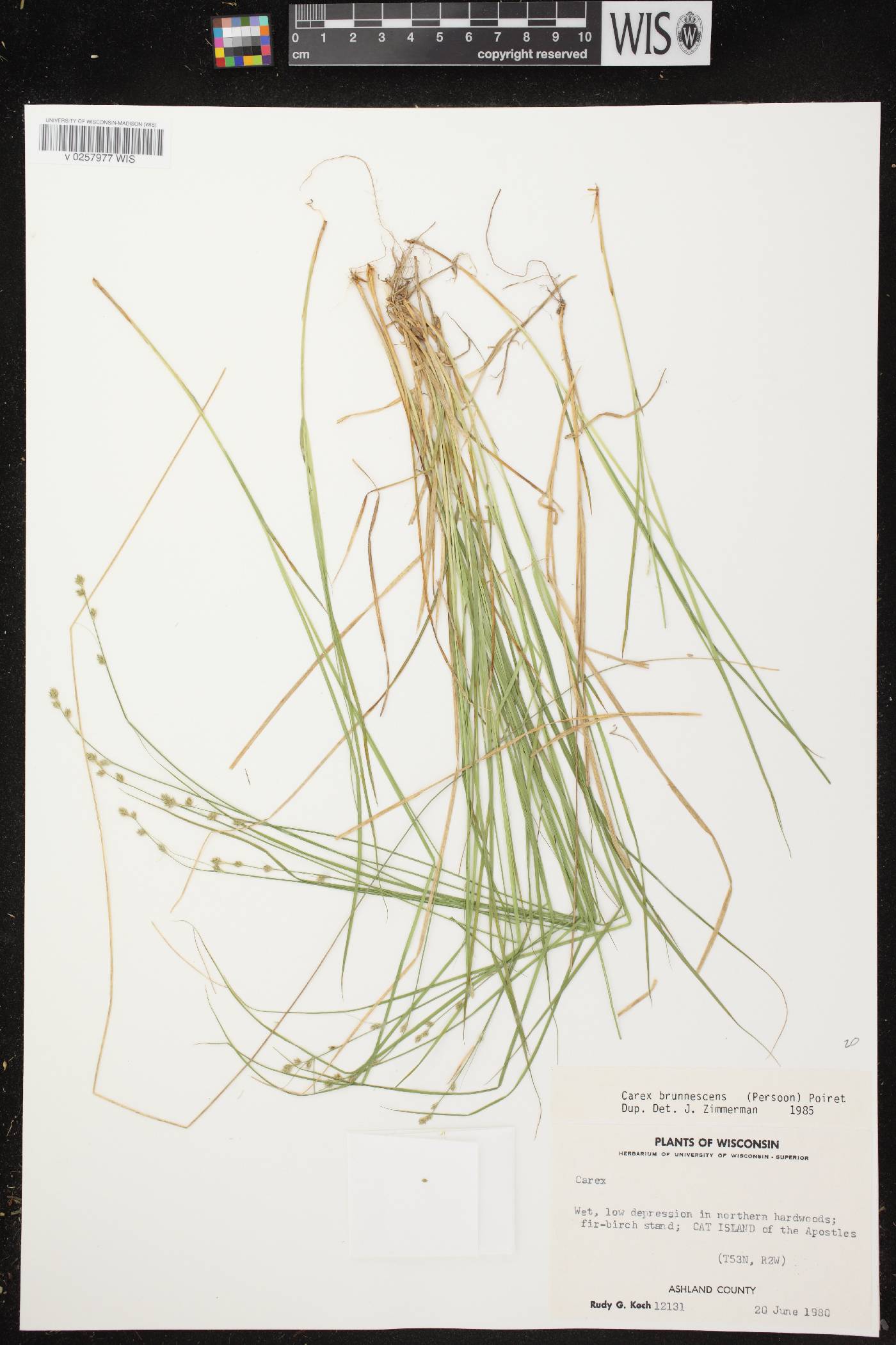 Carex brunnescens subsp. sphaerostachya image