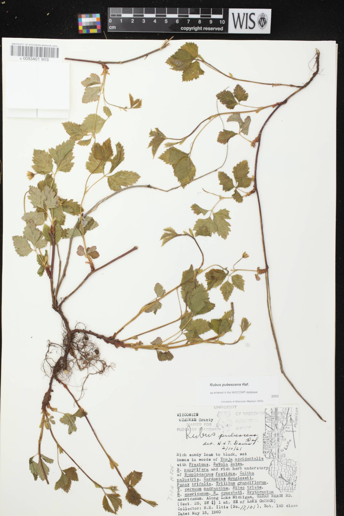 Rubus pubescens image