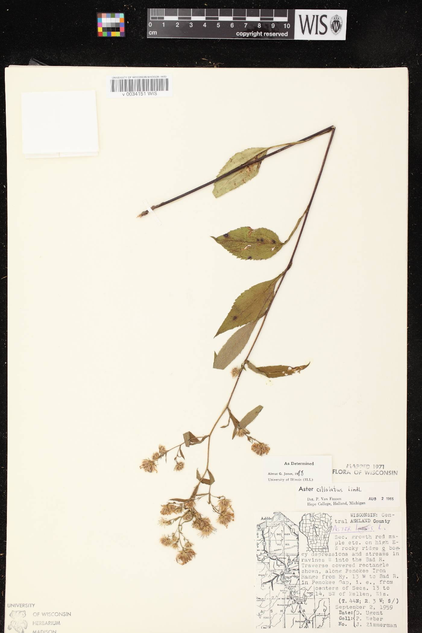 Symphyotrichum ciliolatum image