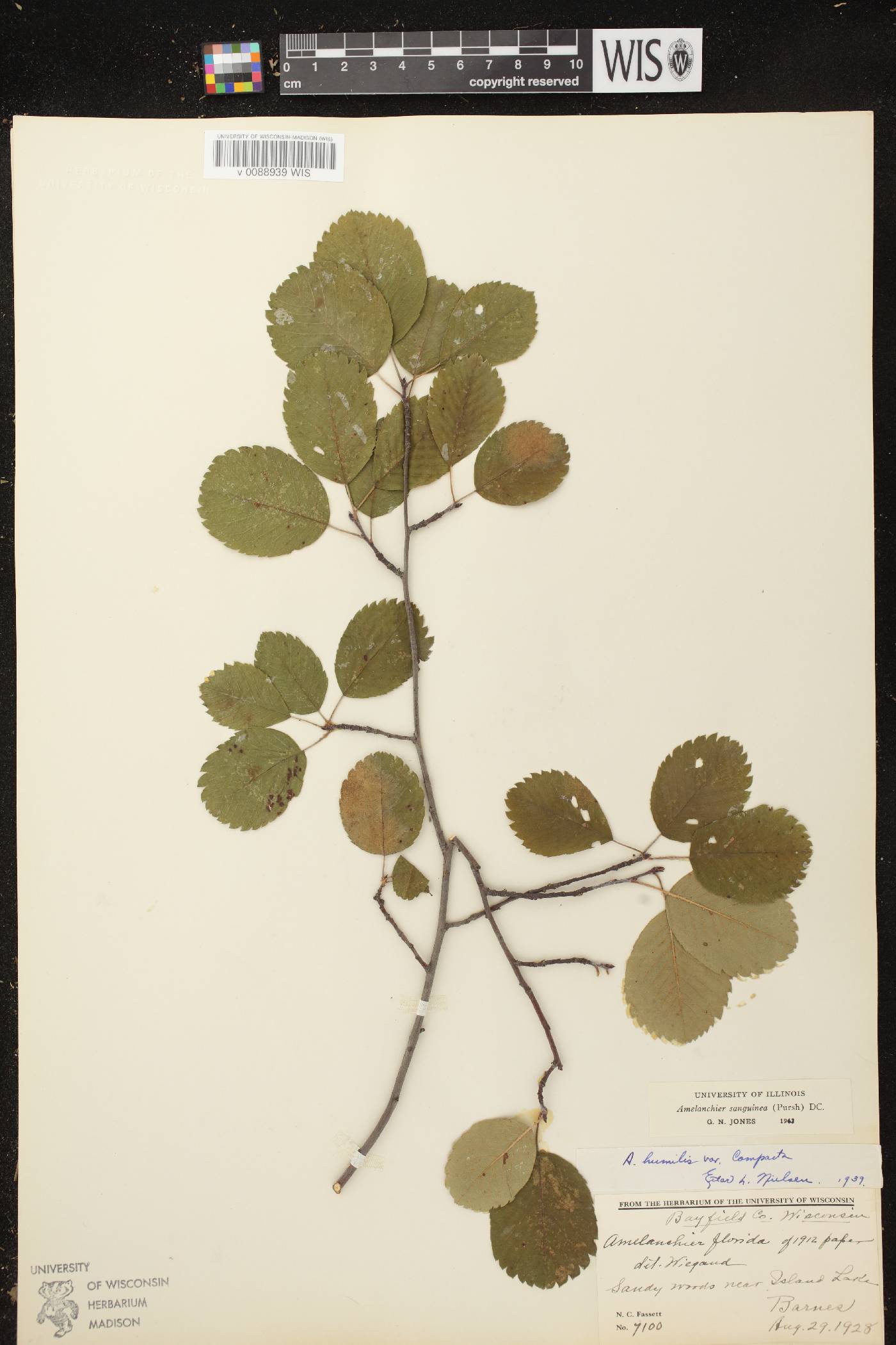 Amelanchier sanguinea image