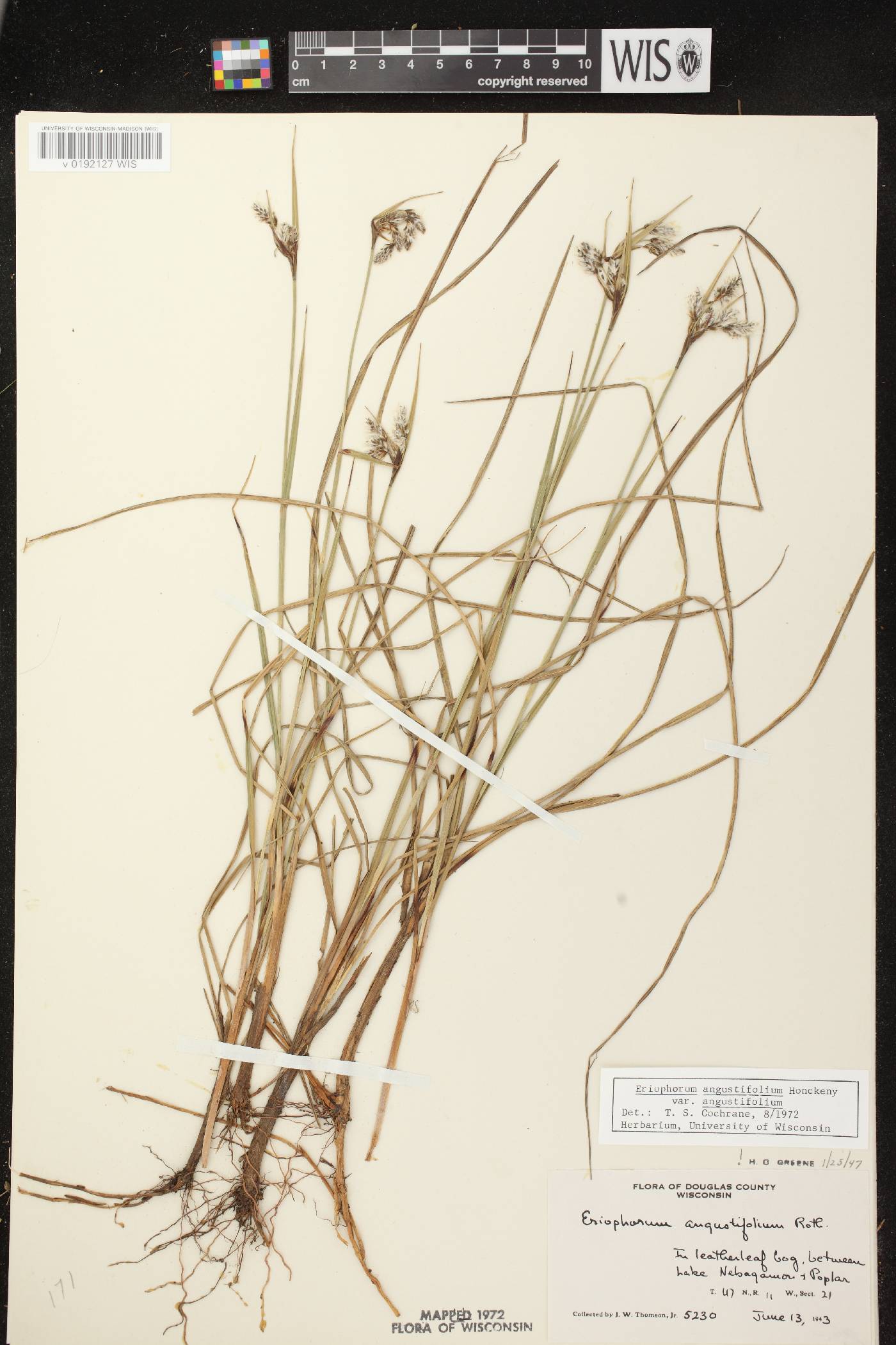 Eriophorum angustifolium image
