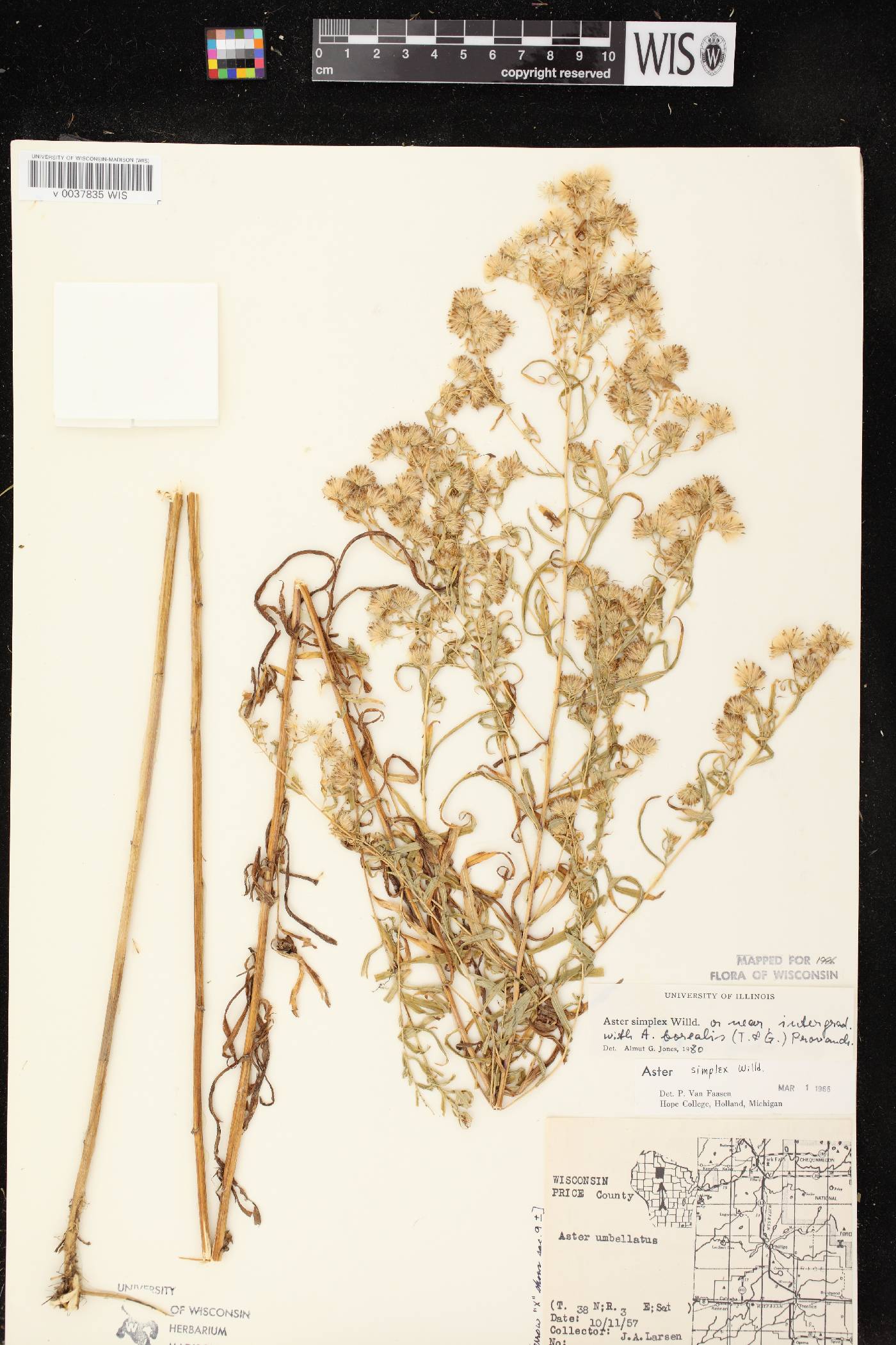 Symphyotrichum lanceolatum var. lanceolatum image