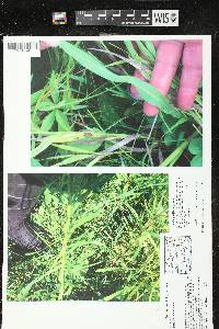 Image of Liatris x steelei