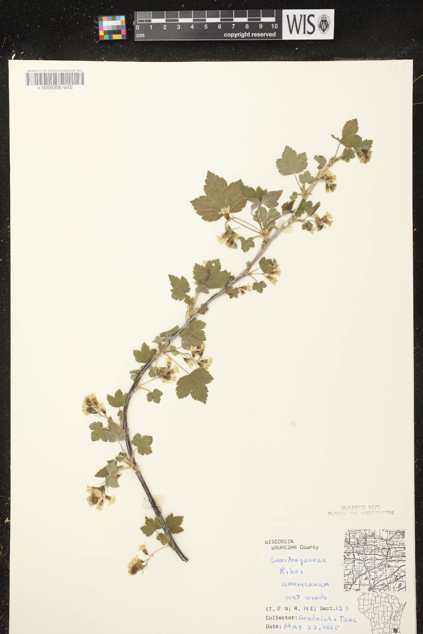 Ribes americanum image