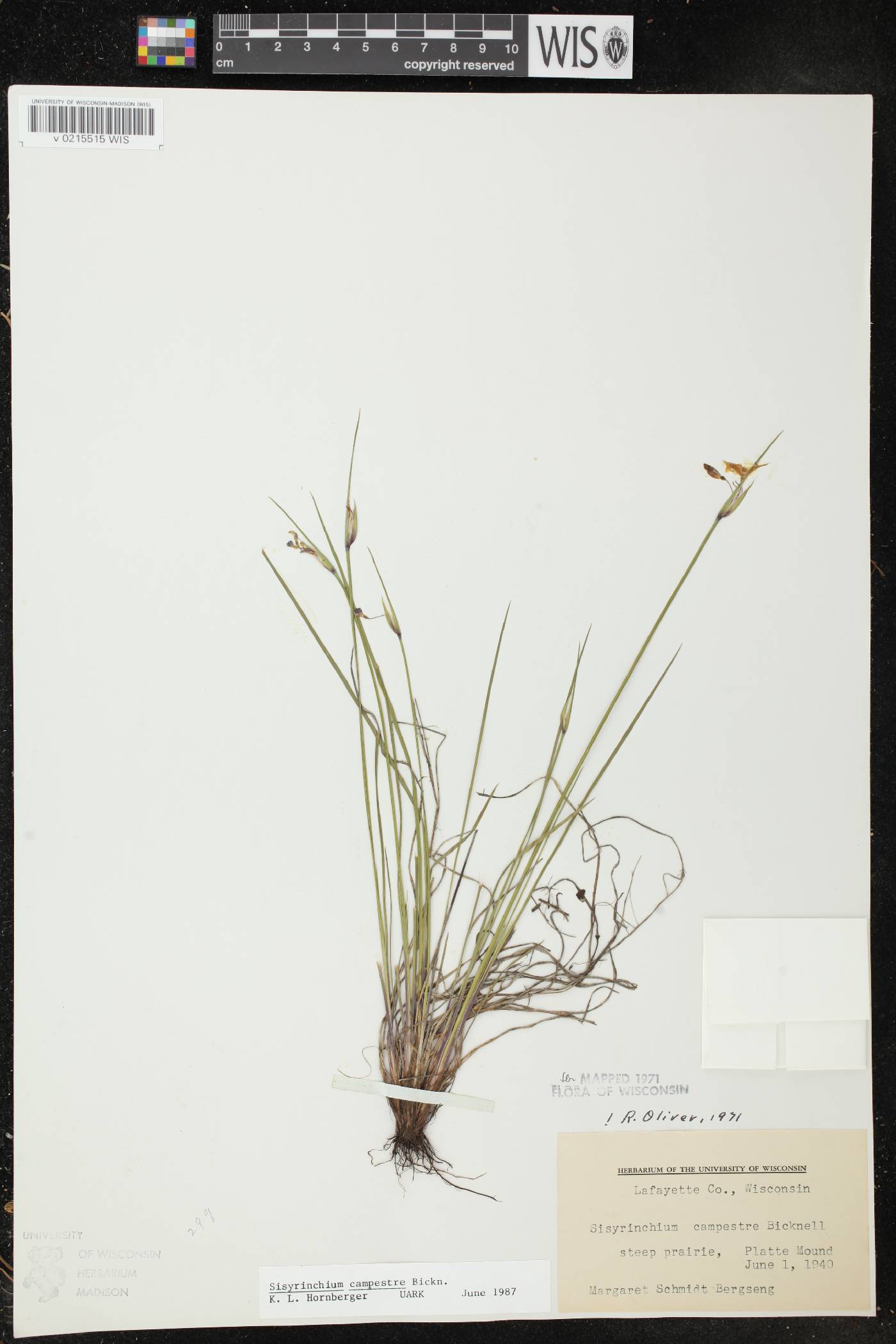 Sisyrinchium campestre image
