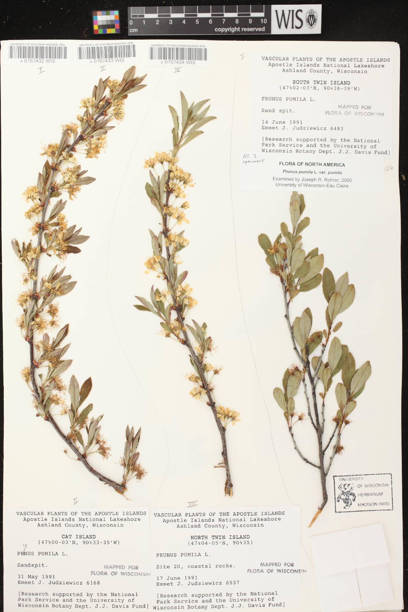 Prunus pumila image