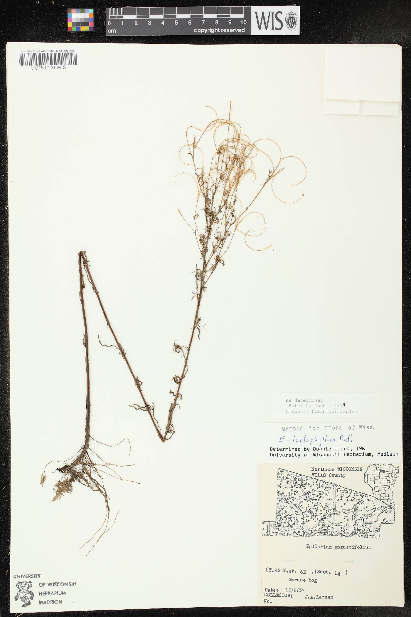 Epilobium leptophyllum image