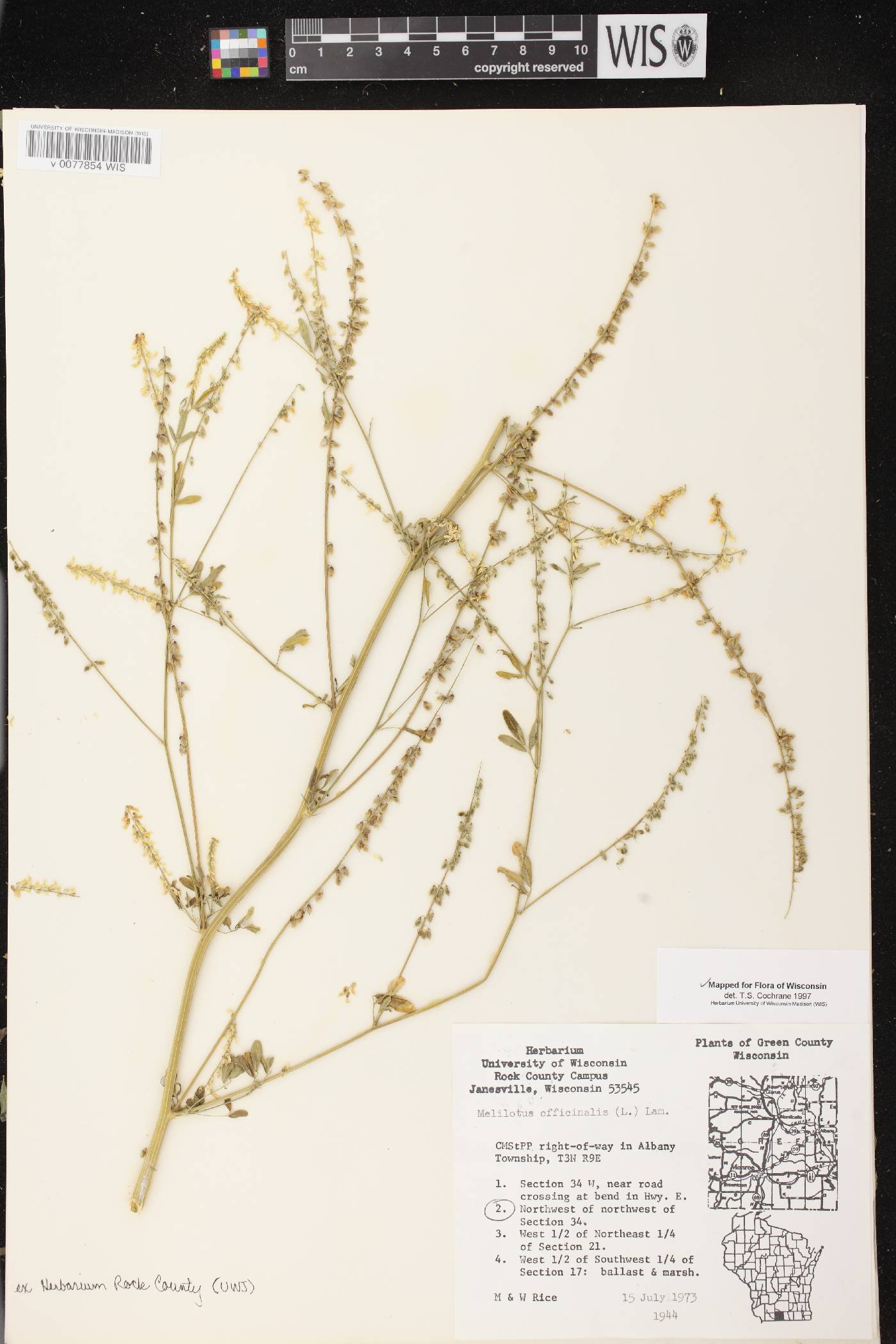 Melilotus officinalis image