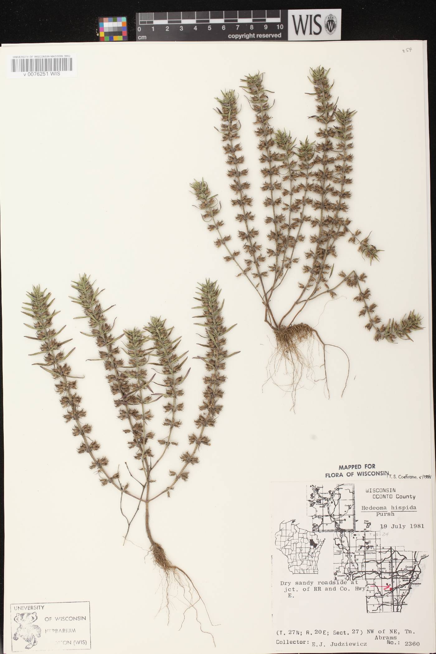 Hedeoma hispida image