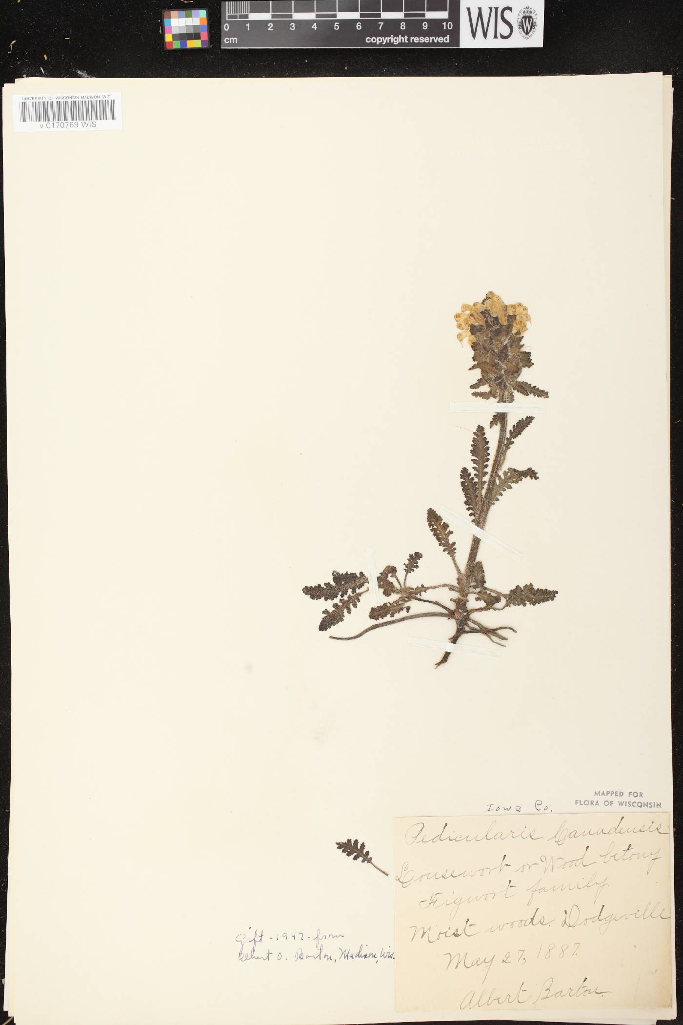 Pedicularis canadensis subsp. canadensis image