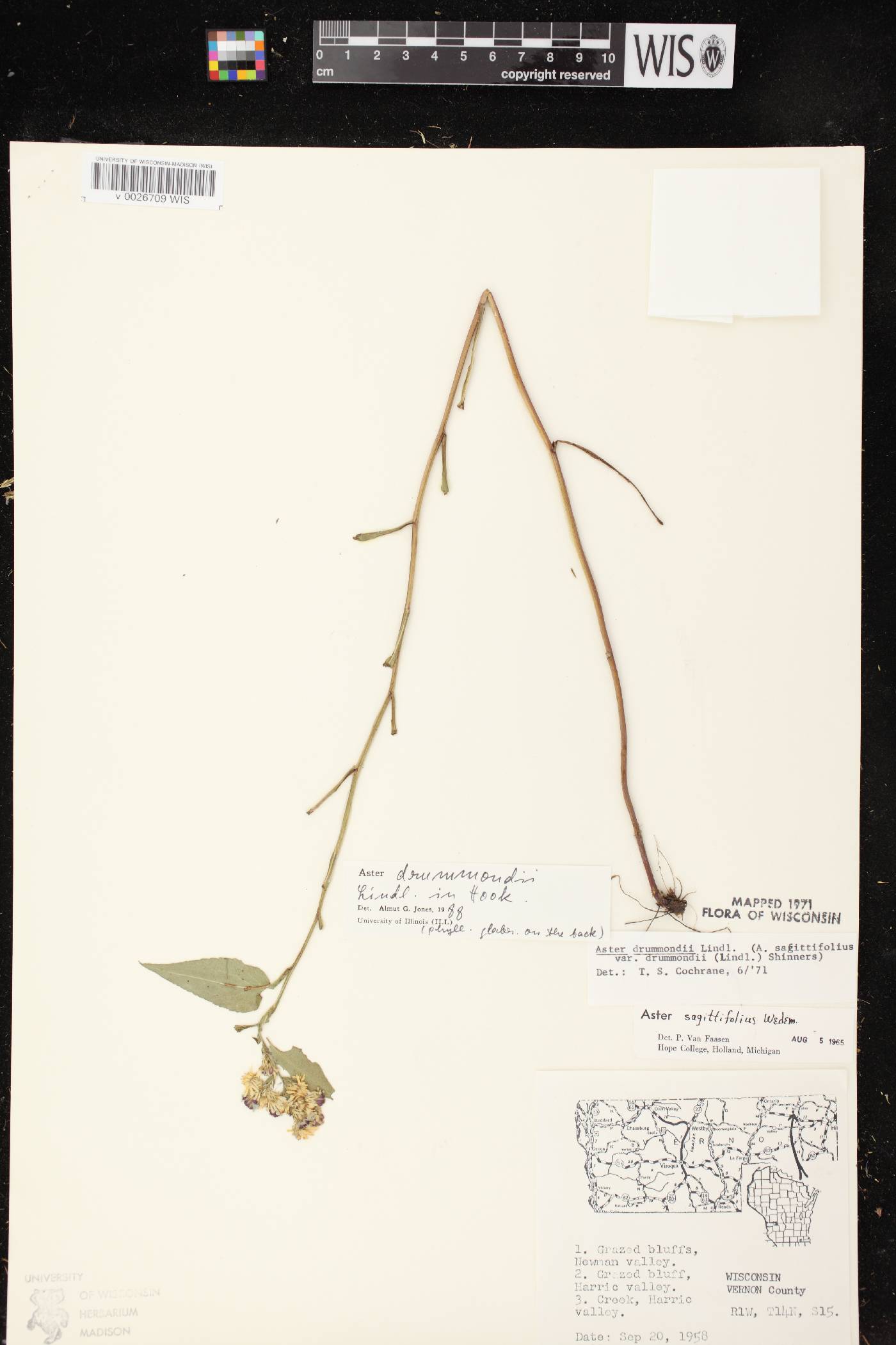 Symphyotrichum drummondii var. drummondii image