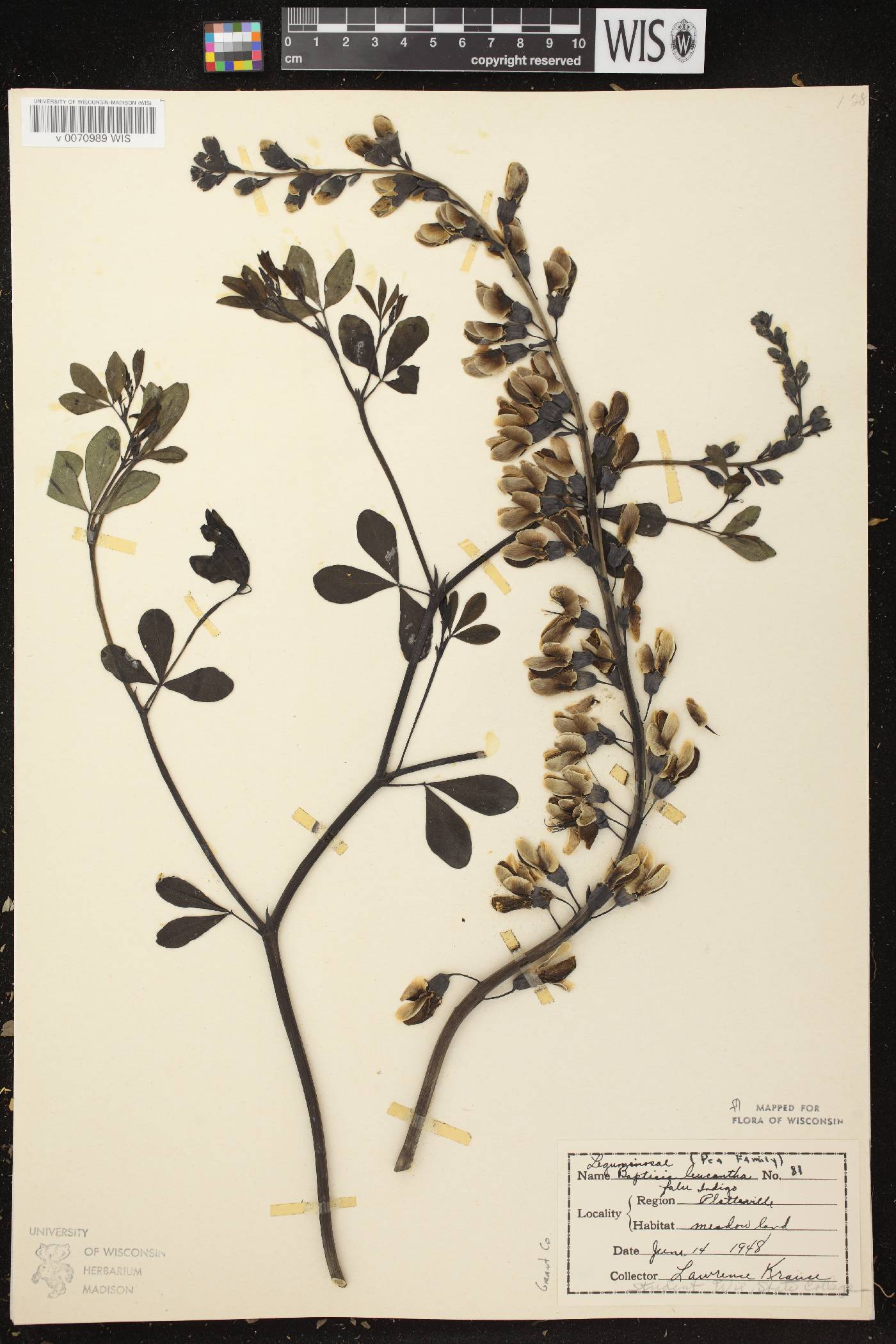 Baptisia lactea image