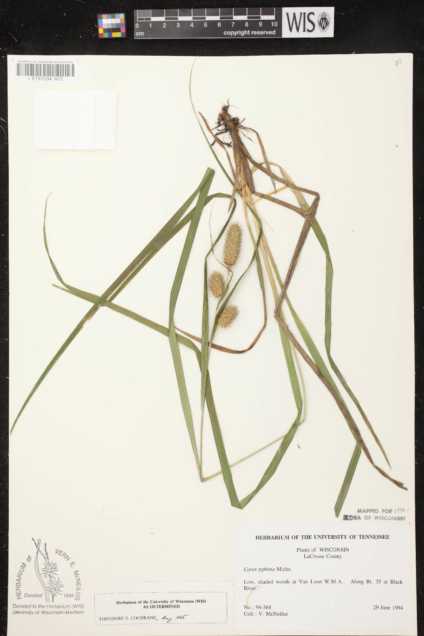 Carex typhina image