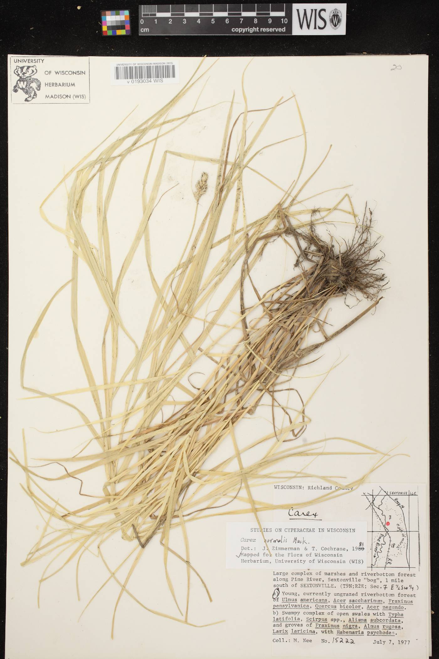 Carex normalis image