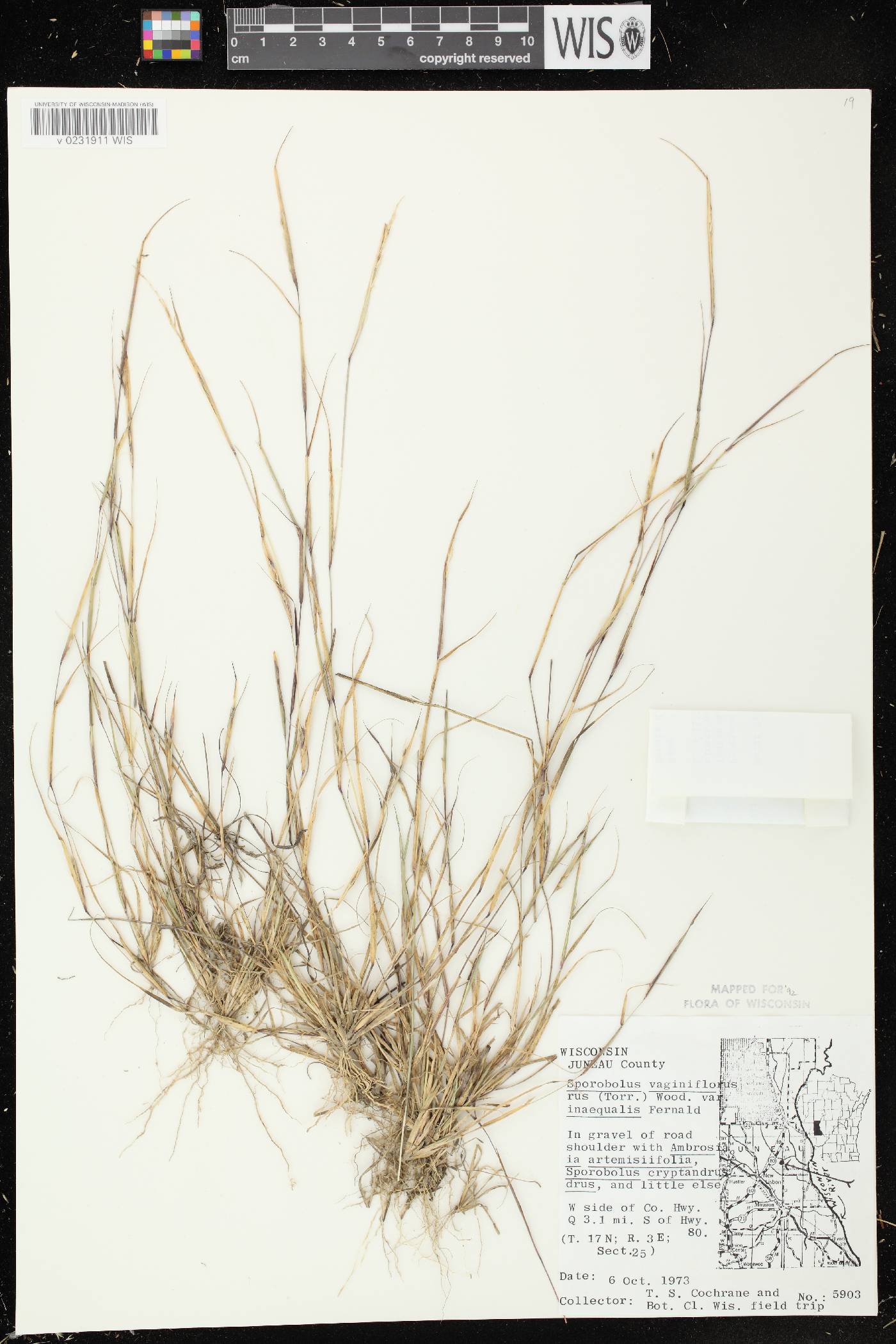 Sporobolus vaginiflorus var. vaginiflorus image