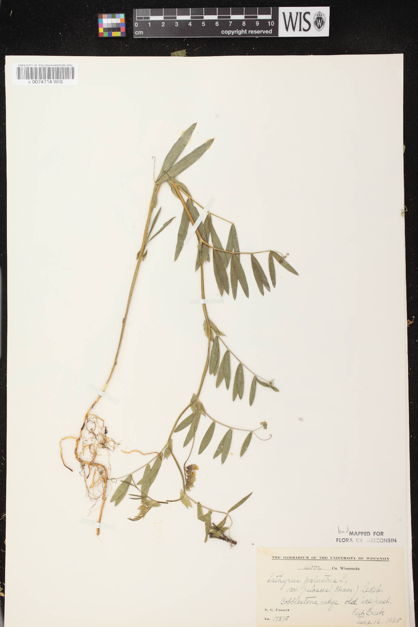 Lathyrus palustris image