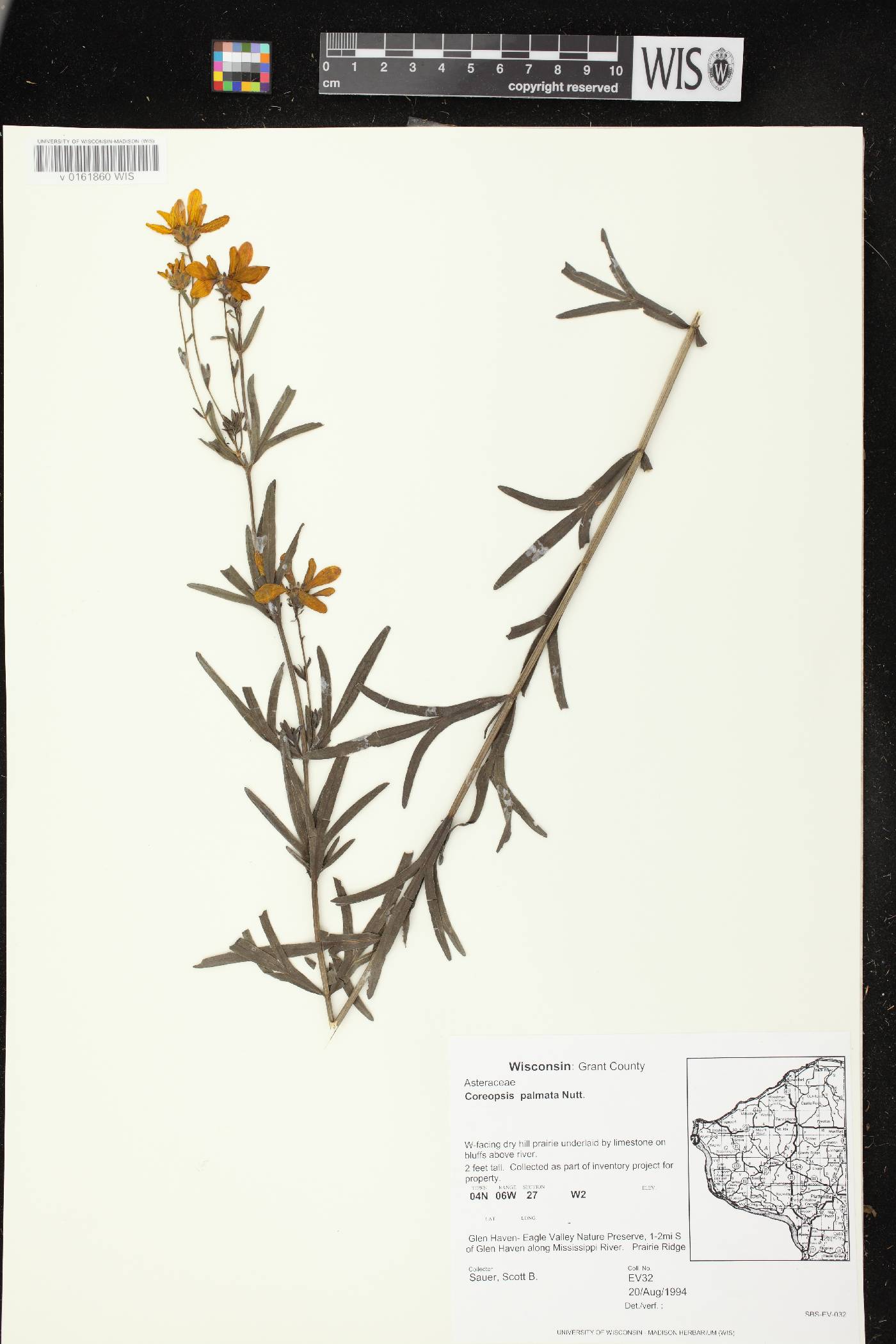 Coreopsis palmata image
