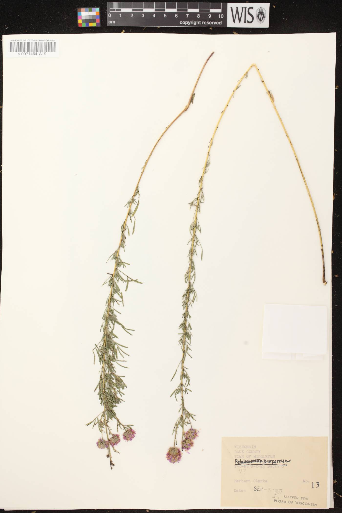 Dalea purpurea var. purpurea image