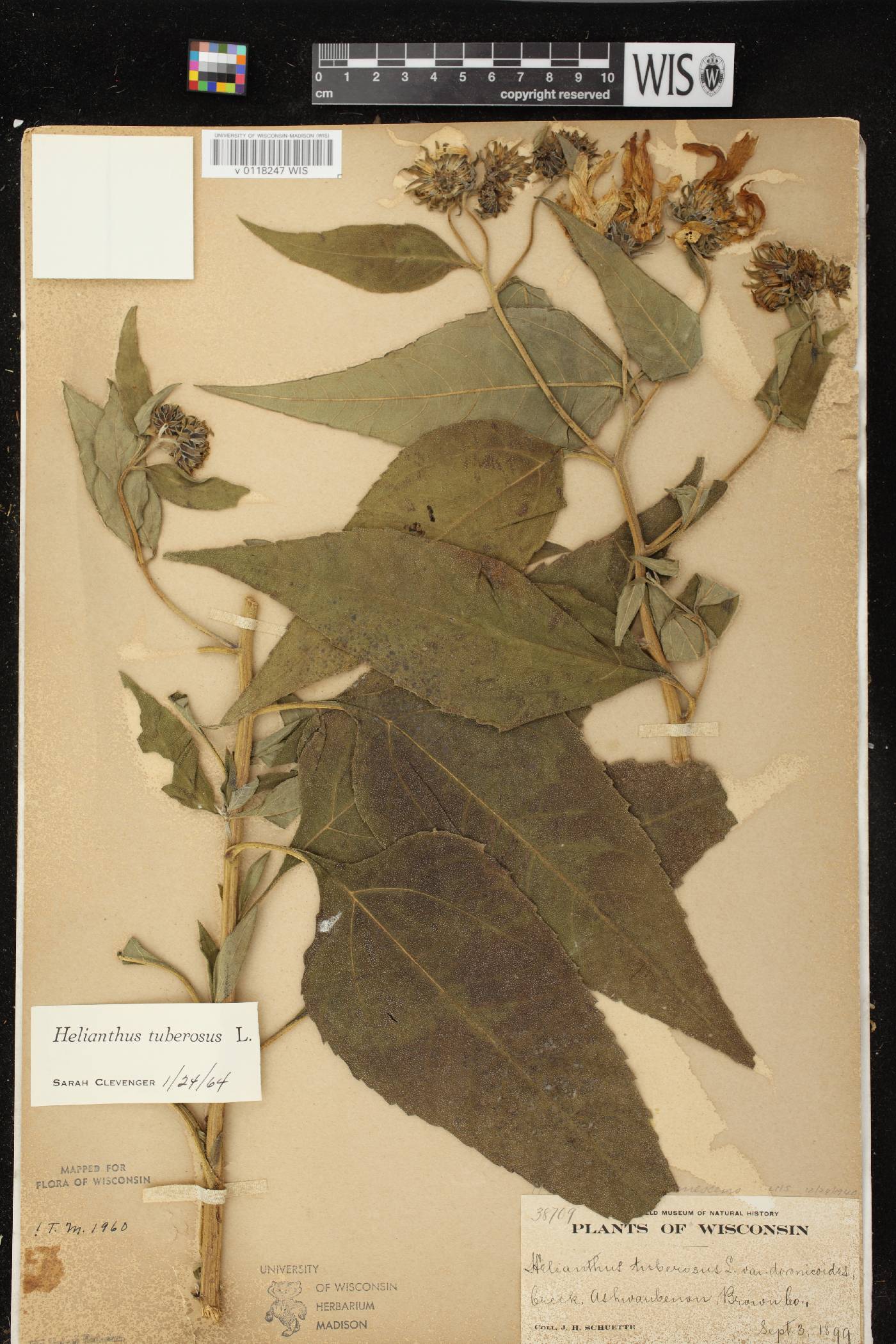 Helianthus tuberosus image