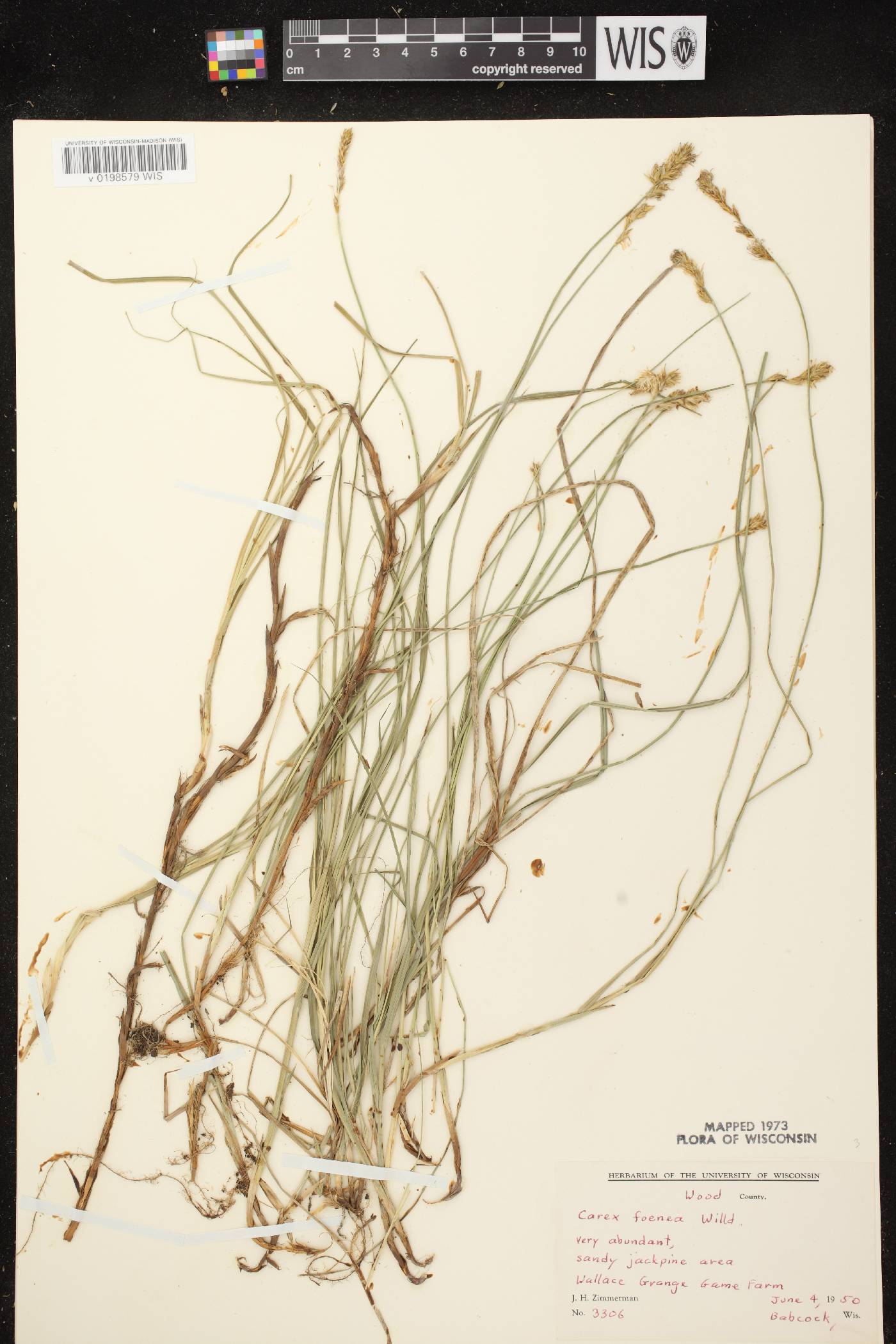 Carex siccata image