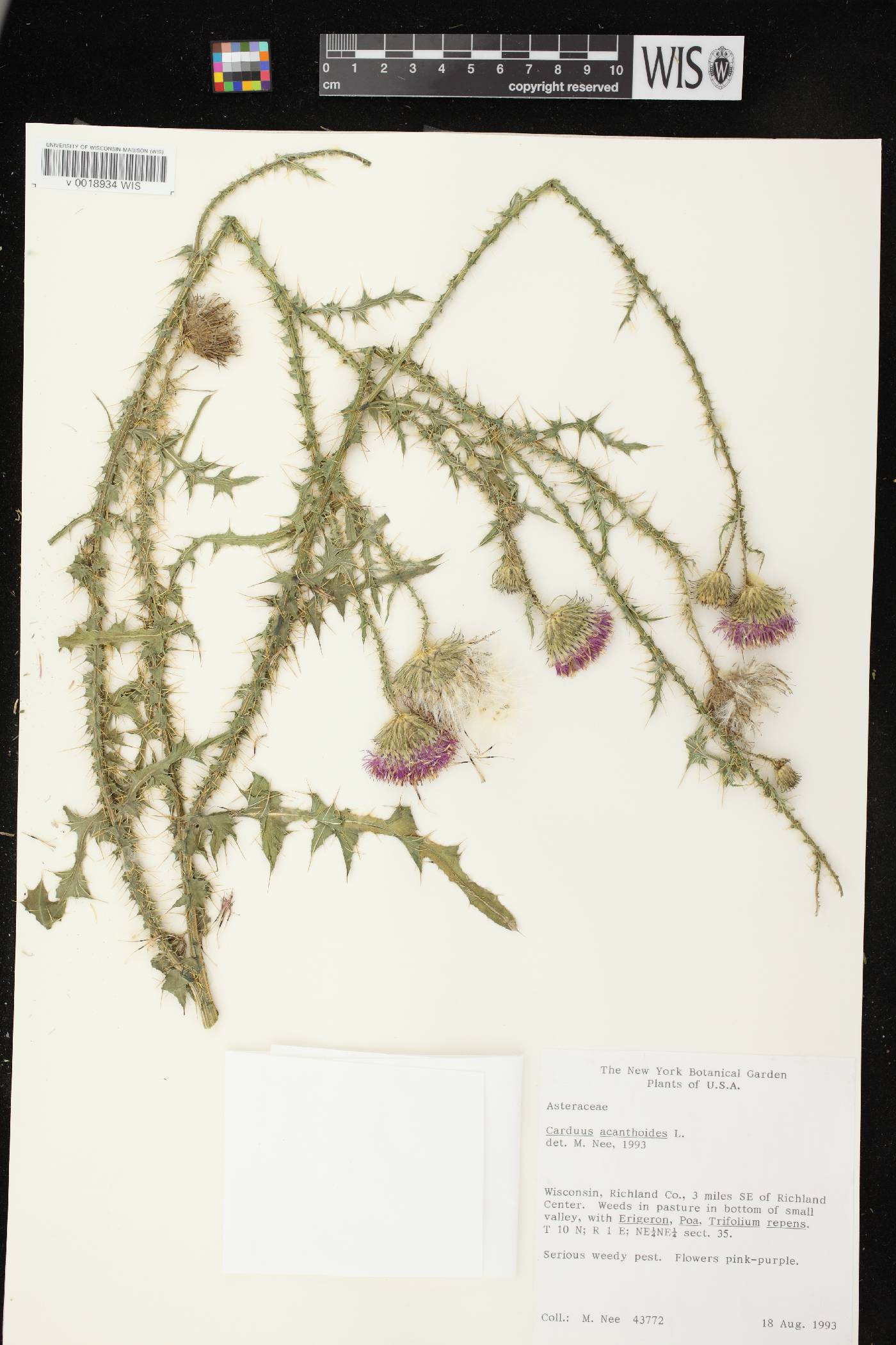 Carduus acanthoides subsp. acanthoides image